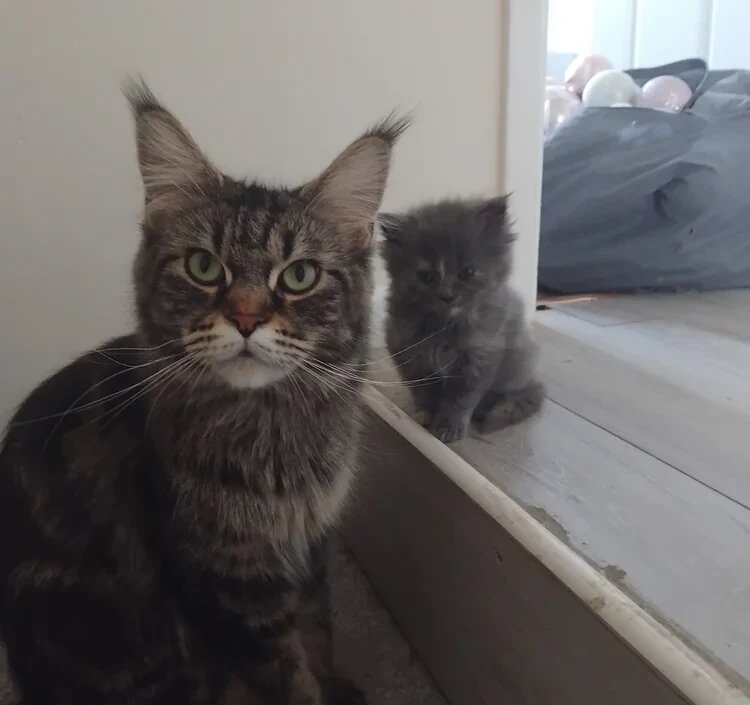 3 purebred Maine Goon kittens image 4