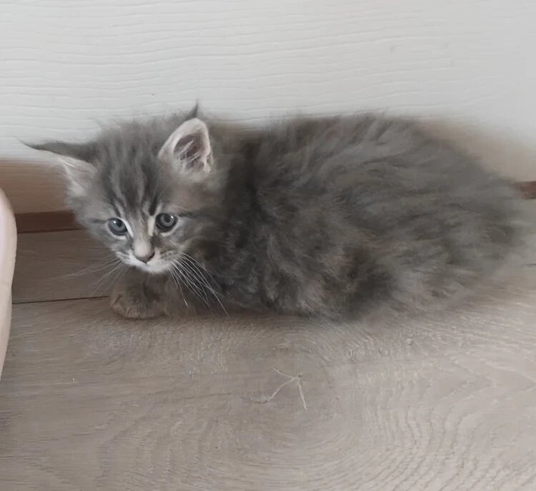 3 purebred Maine Goon kittens image 1