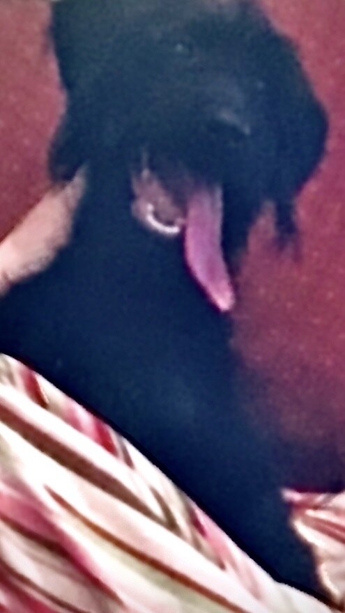 Labradoodle look them eyes image 2