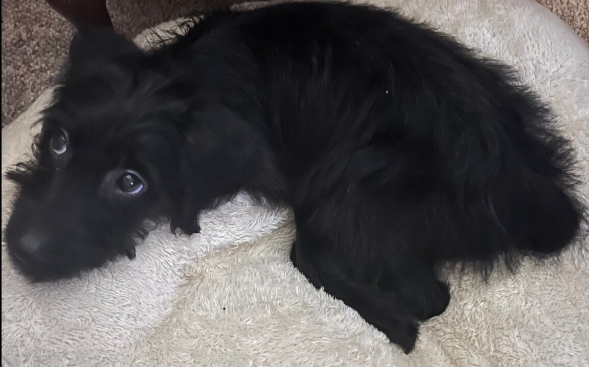 Labradoodle look them eyes image 1
