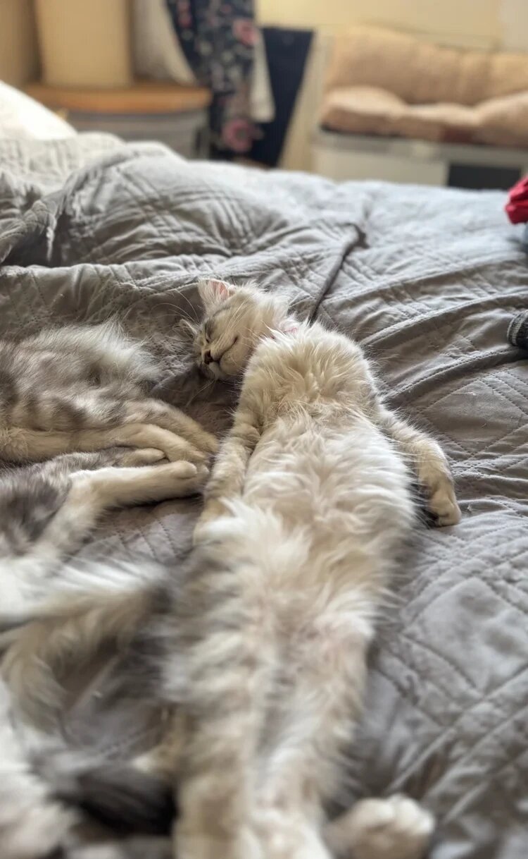 Beautiful Maine Coon Sisters Ready Now 🐾 image 2