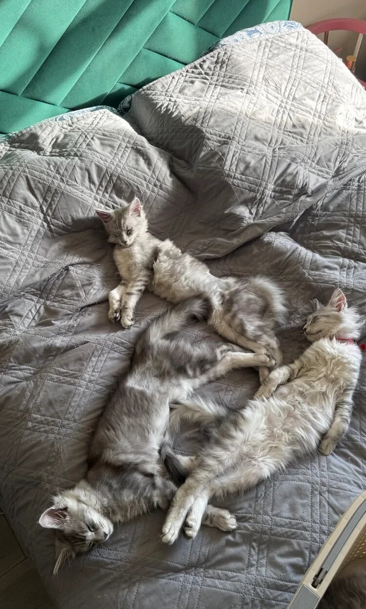 Beautiful Maine Coon Sisters Ready Now 🐾 image 1