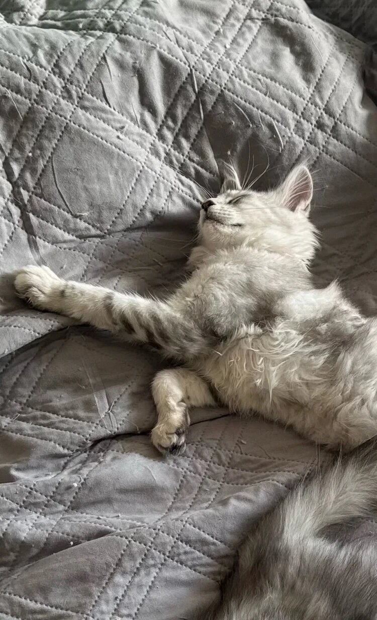 Beautiful Maine Coon Sisters Ready Now 🐾 image 3