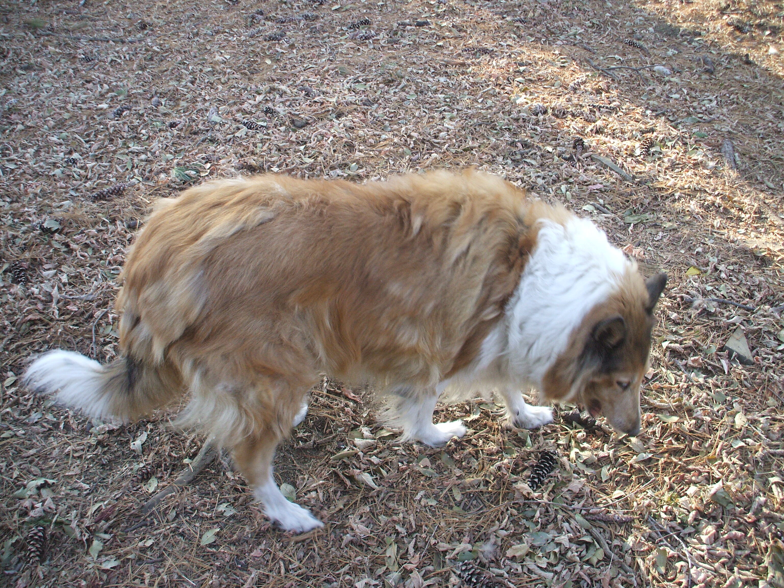 A pair of 6 year old AKC breeding Rough Collies image 2