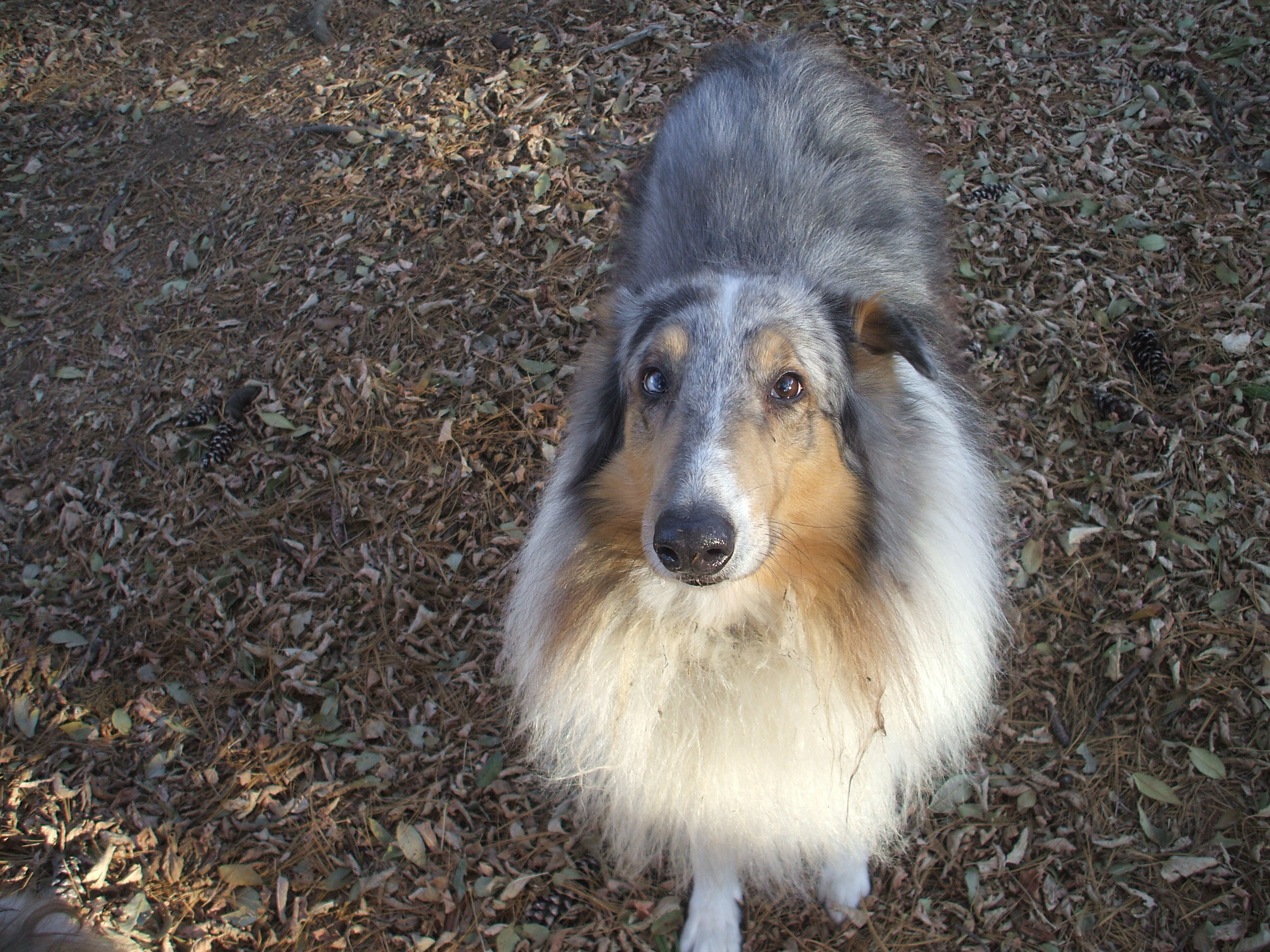 A pair of 6 year old AKC breeding Rough Collies image 1