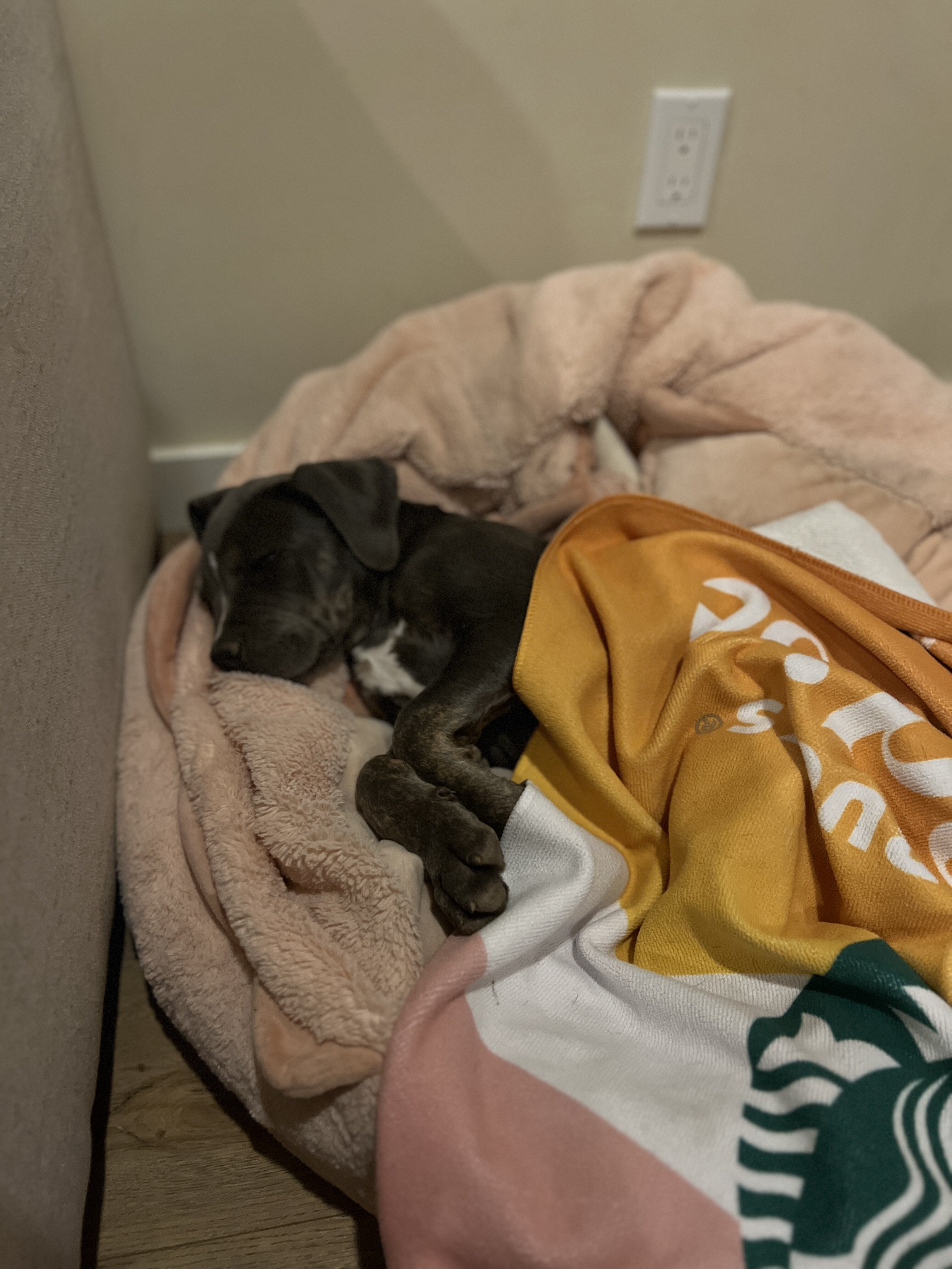 sweet girl looking for forever home image 4