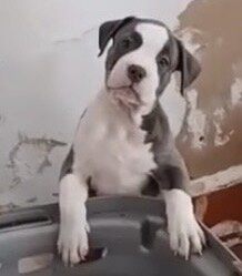 2 month old female puppy image 1