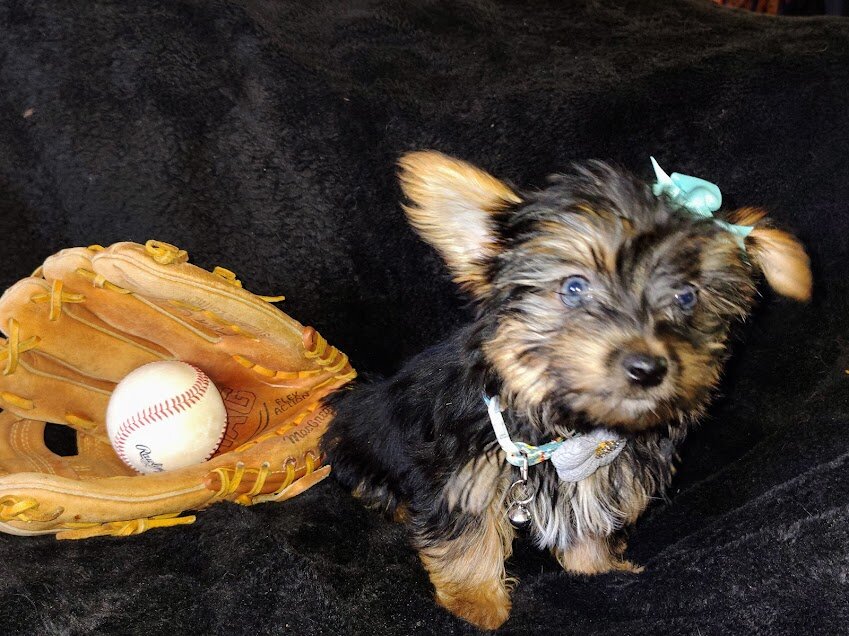 Parti Yorkie puppies image 4