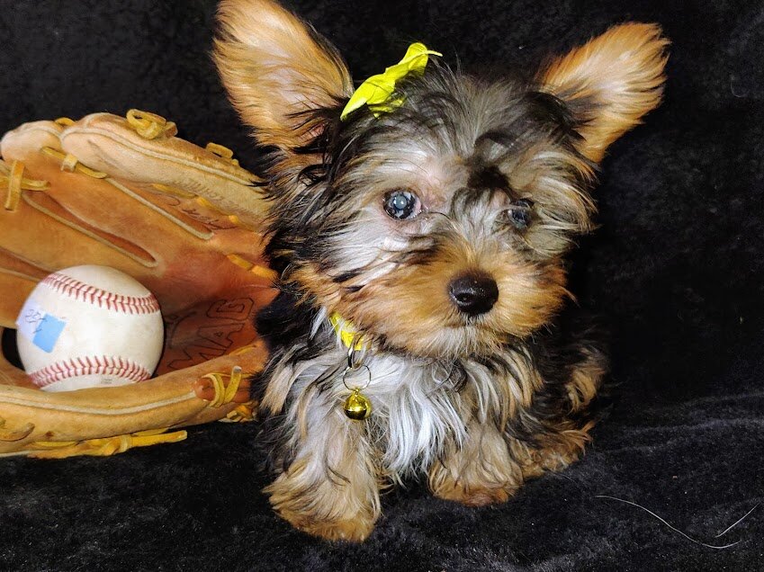 Parti Yorkie puppies image 3