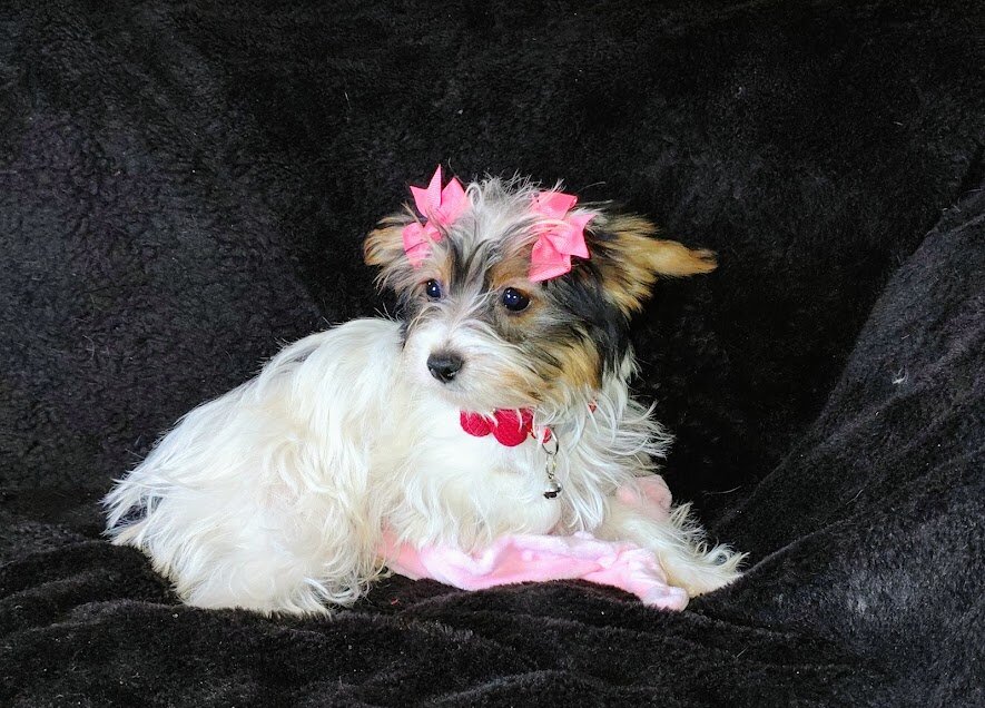 Parti Yorkie puppies image 1