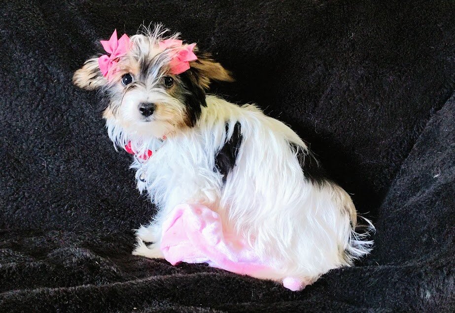 Parti Yorkie puppies image 5