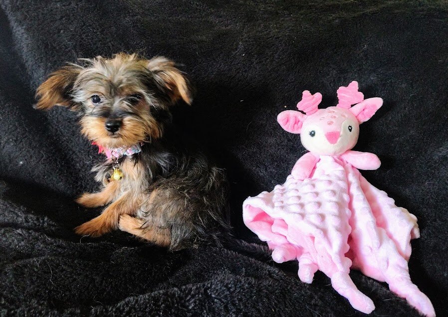 Parti Yorkie puppies image 2