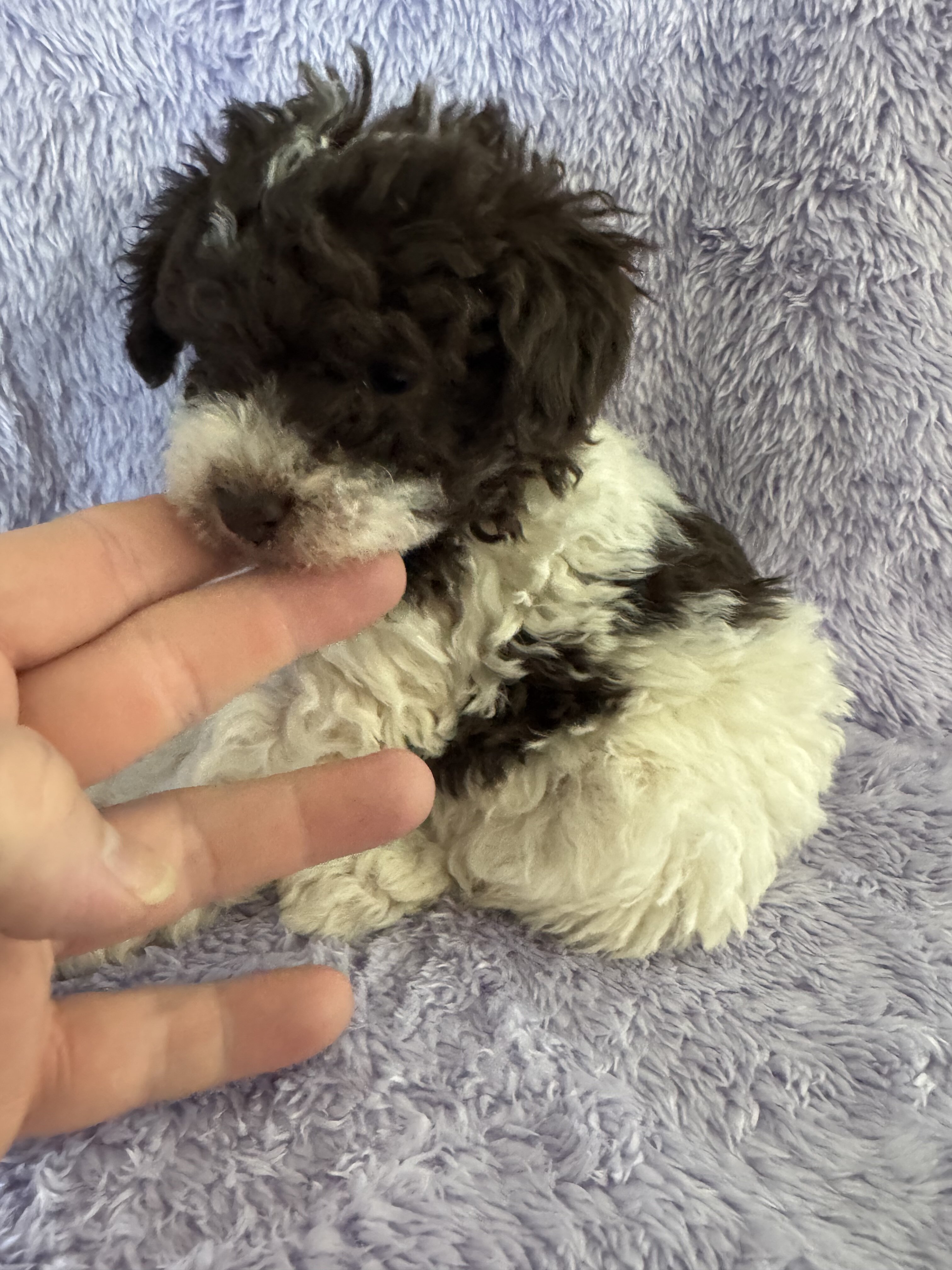 Toy Poodle Puppies, absolutely adorable image 1