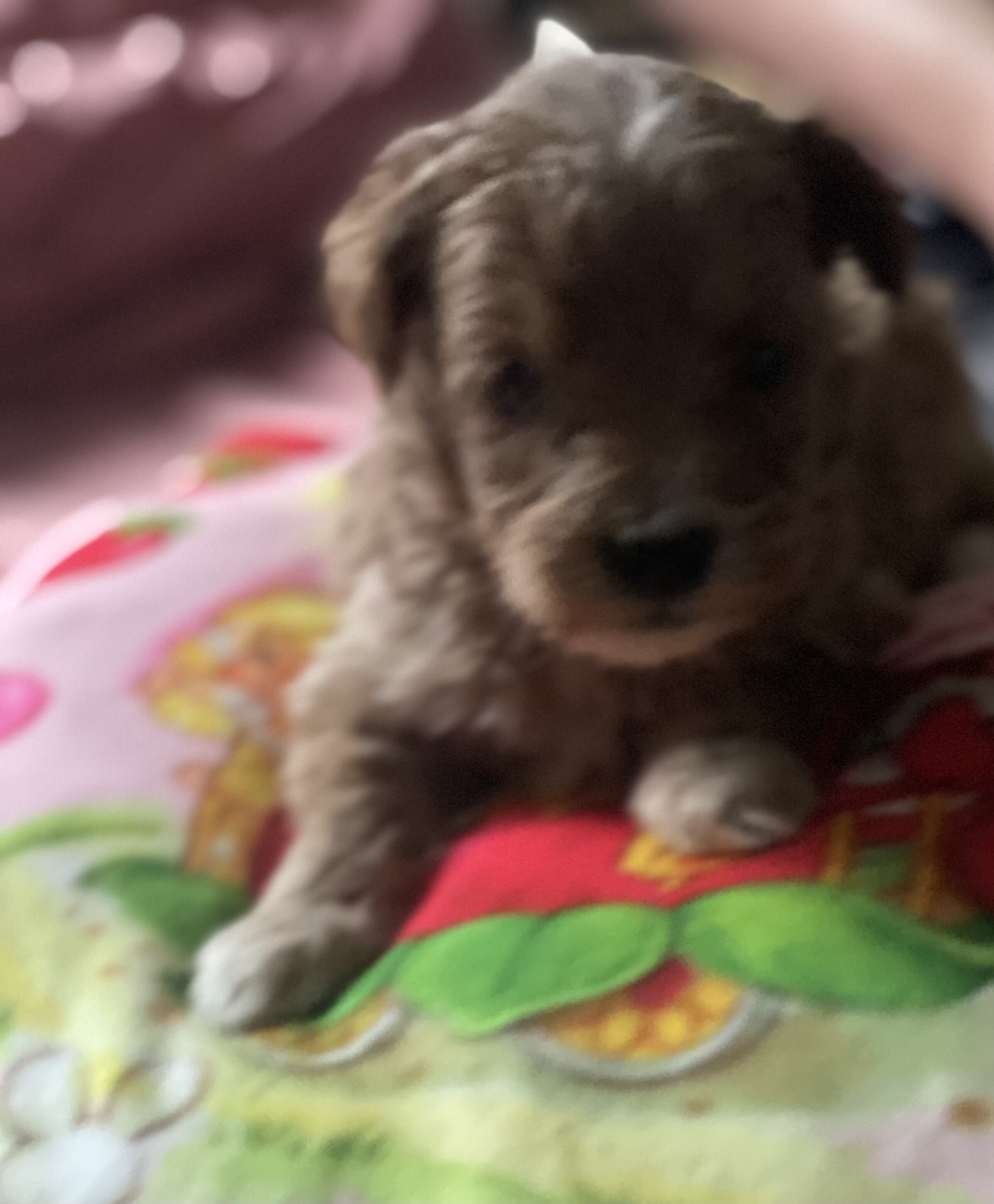 1 beautiful Red girl minigoldendoodle image 3