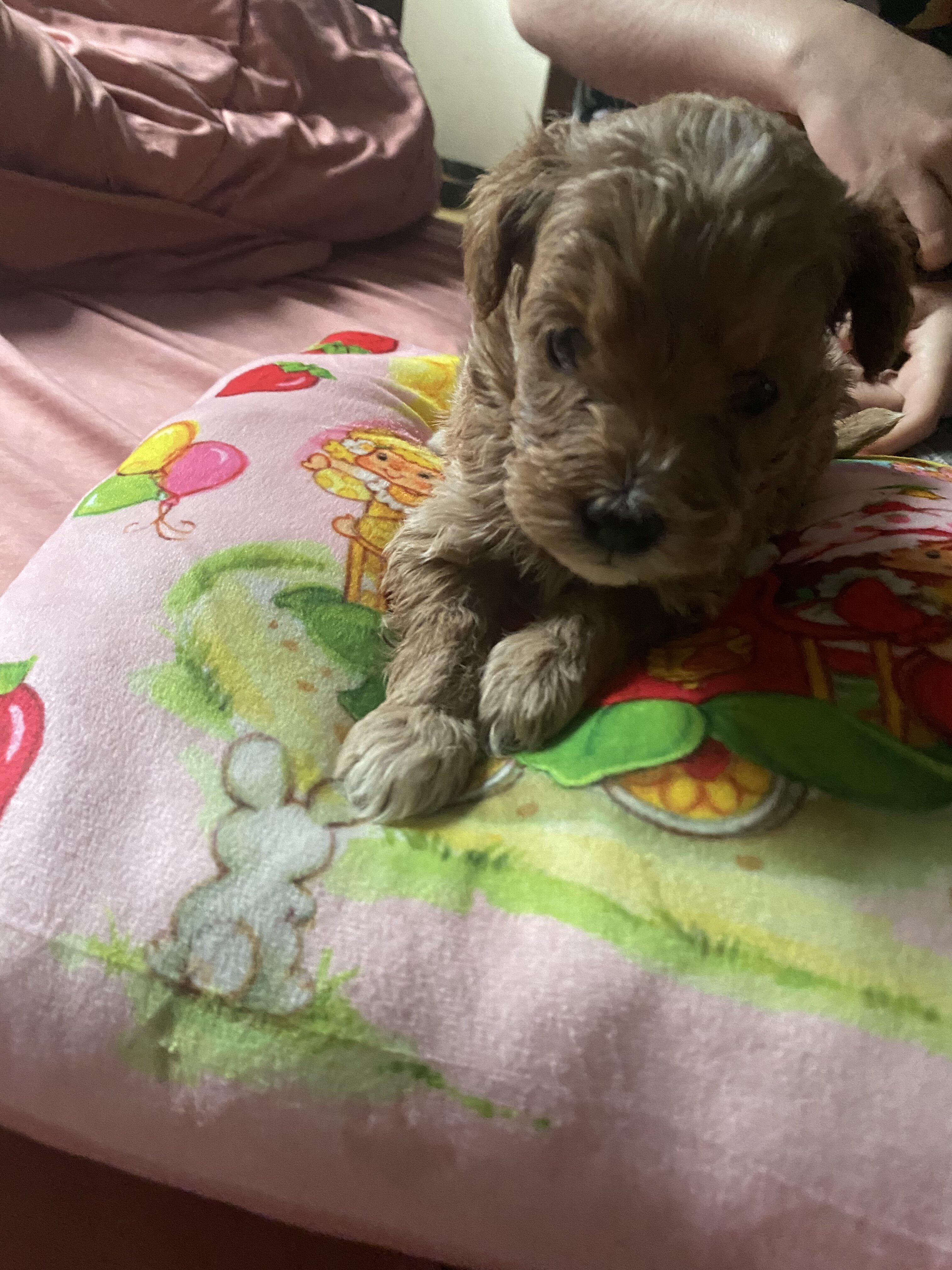 1 beautiful Red girl minigoldendoodle image 4