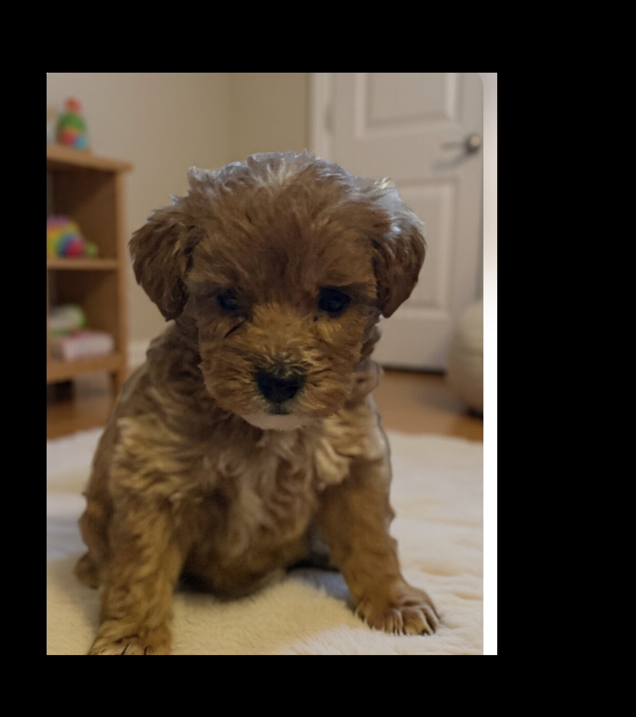 1 beautiful Red girl minigoldendoodle image 2
