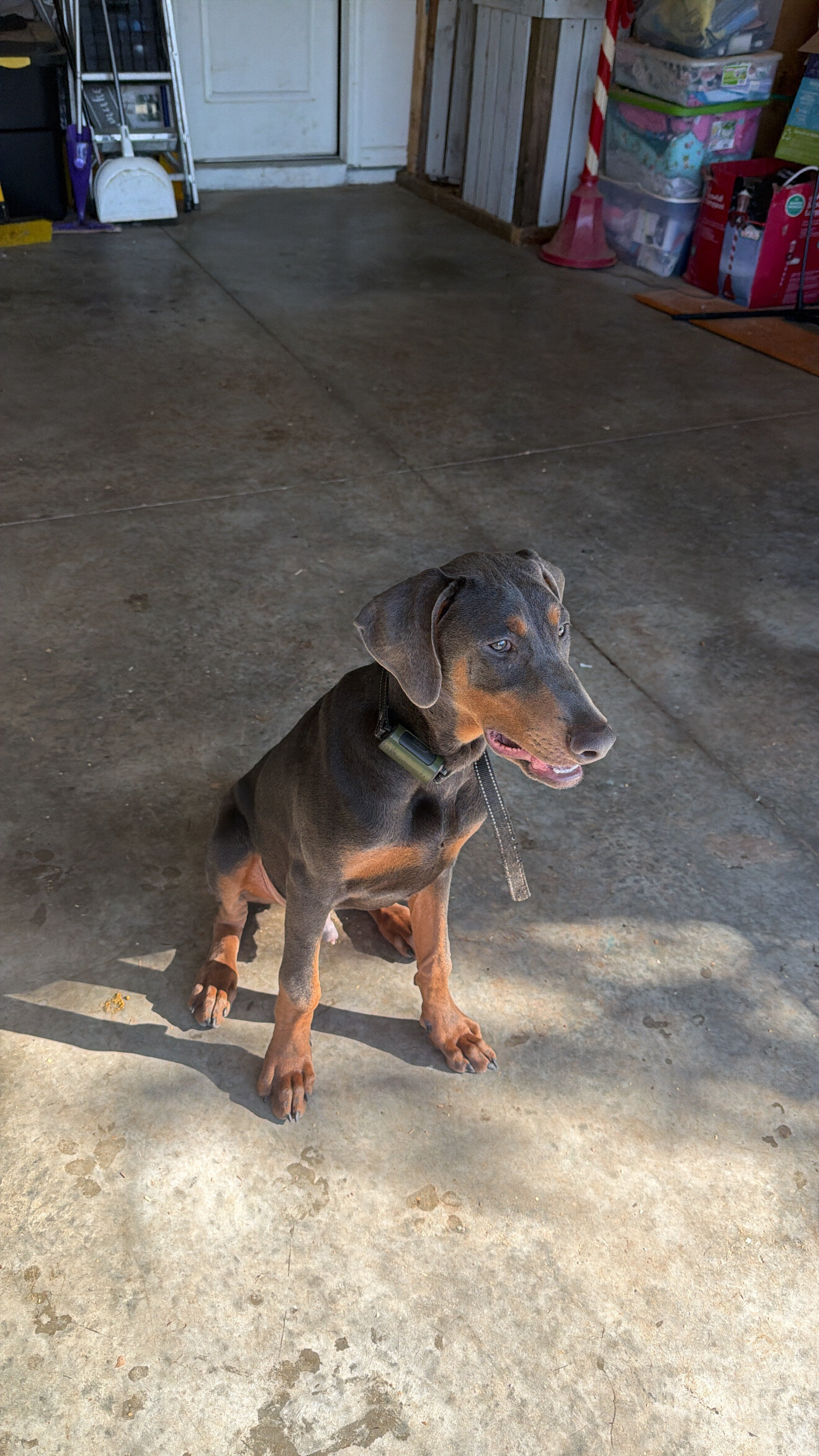 Doberman Puppy image 2