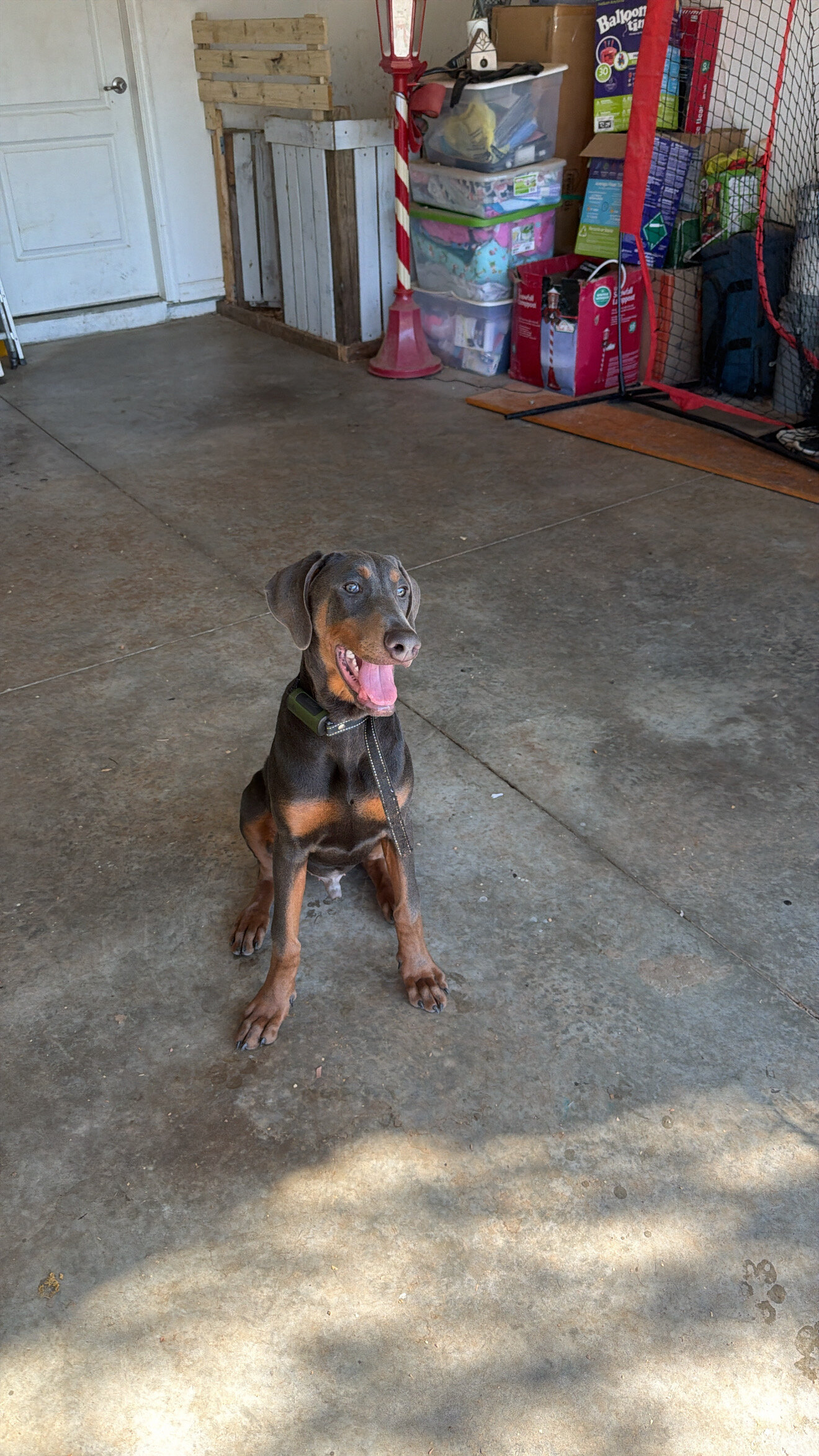 Doberman Puppy image 3