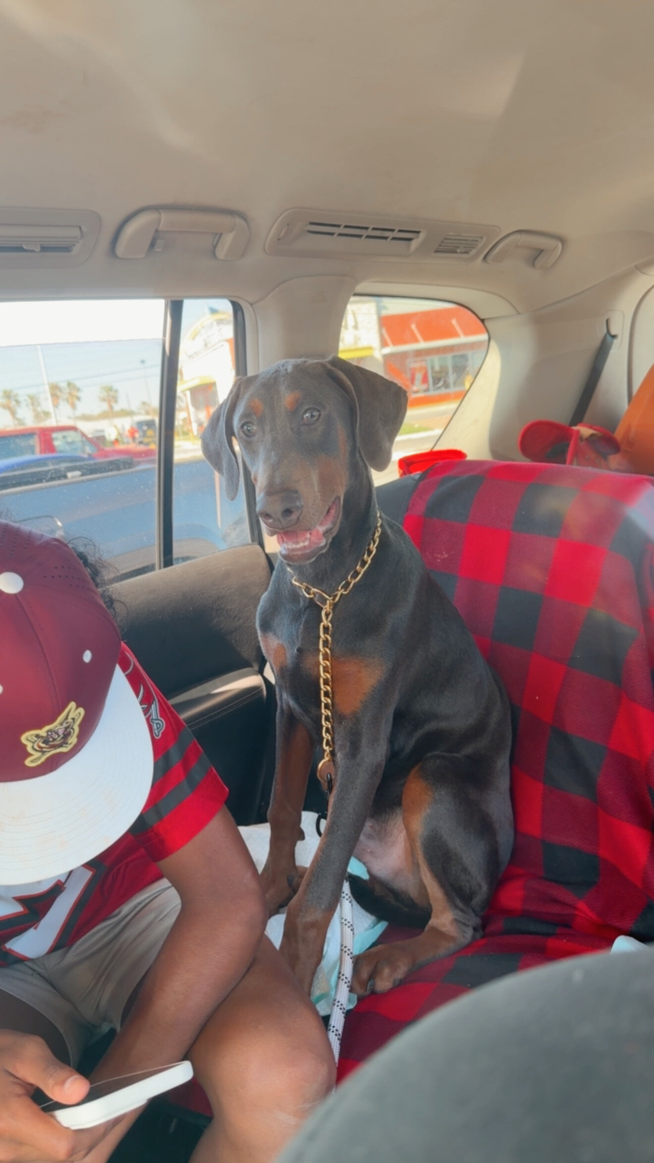 Doberman Puppy image 1