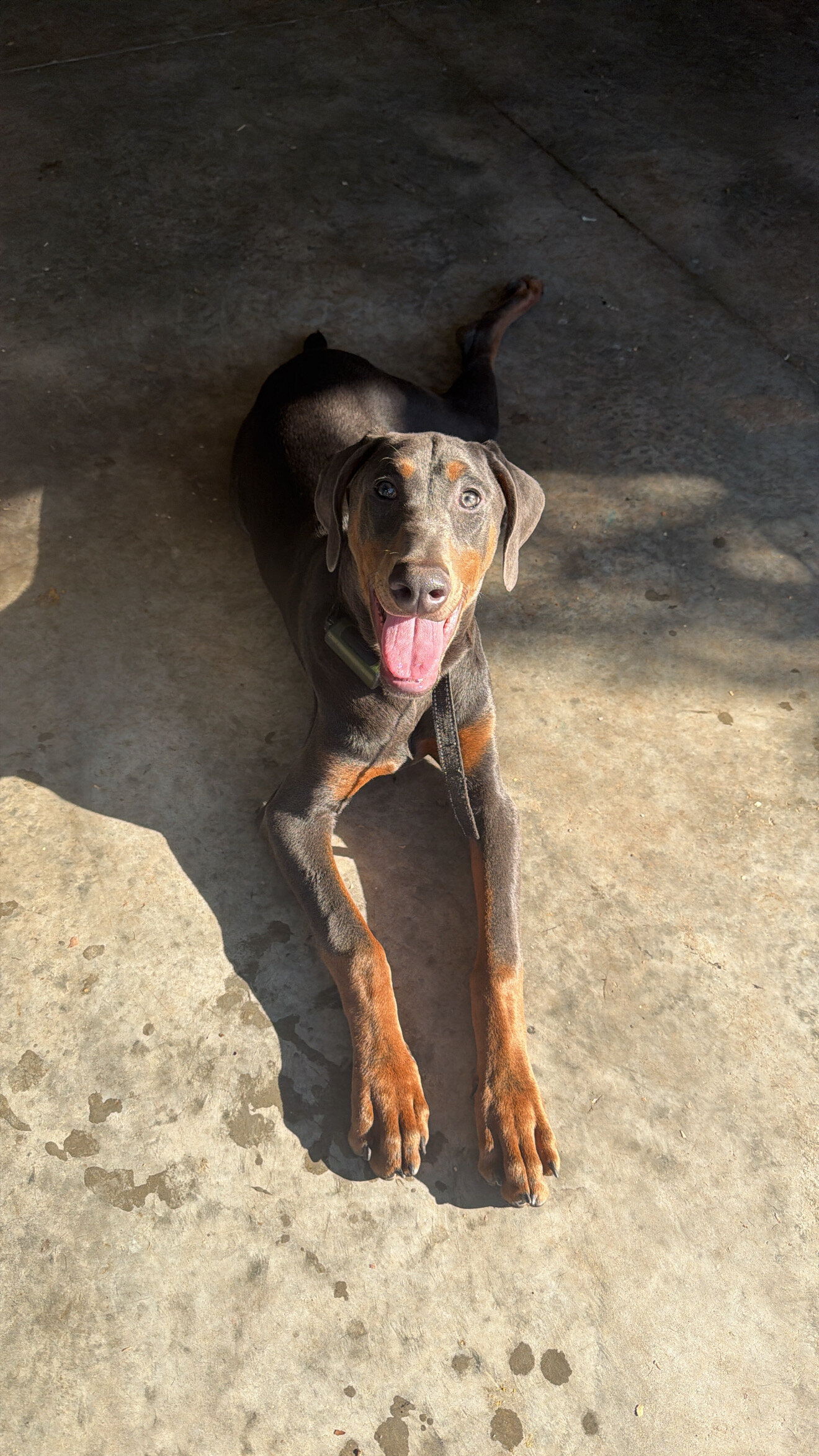 Doberman Puppy image 4