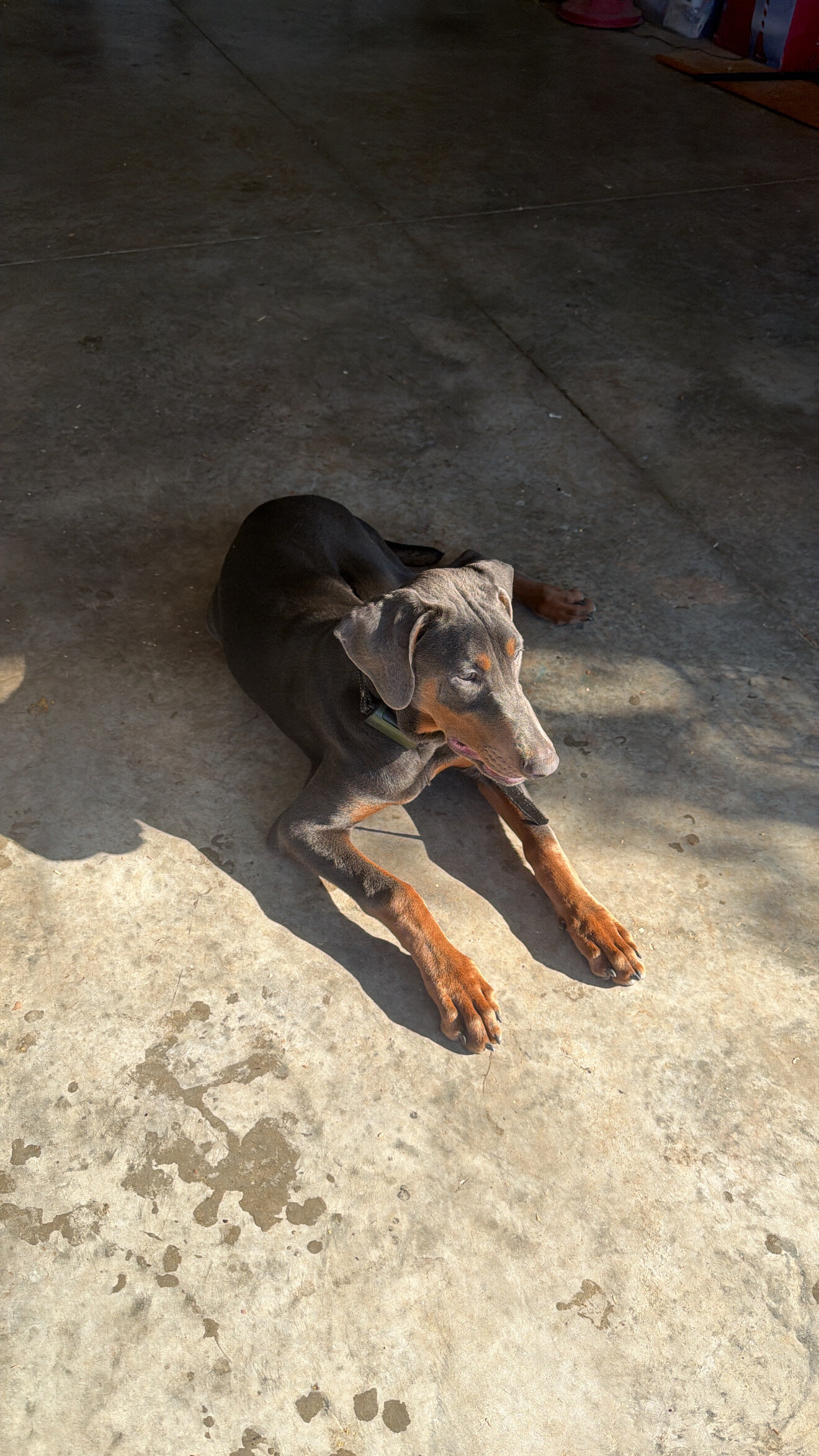 Doberman Puppy image 5