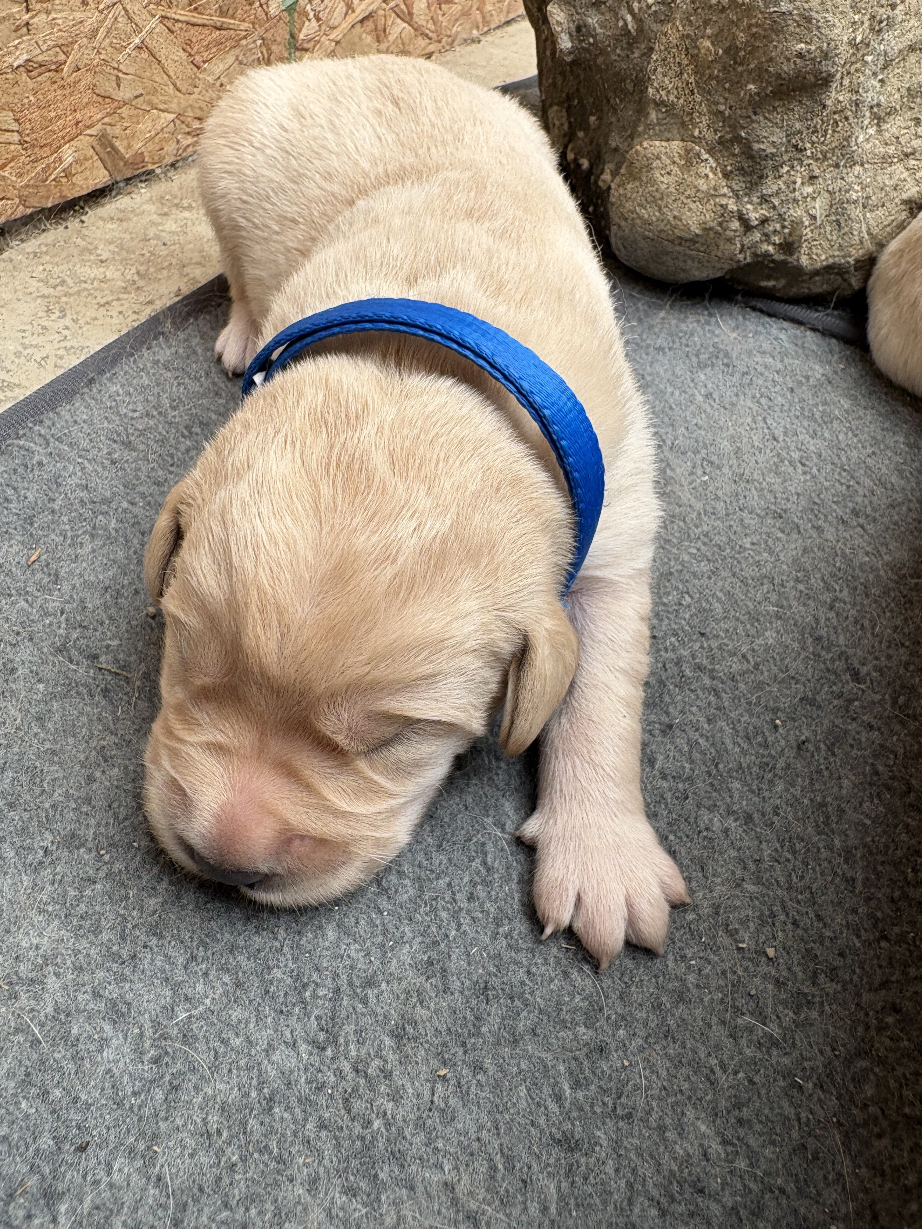 Goldador Puppies for sale image 2