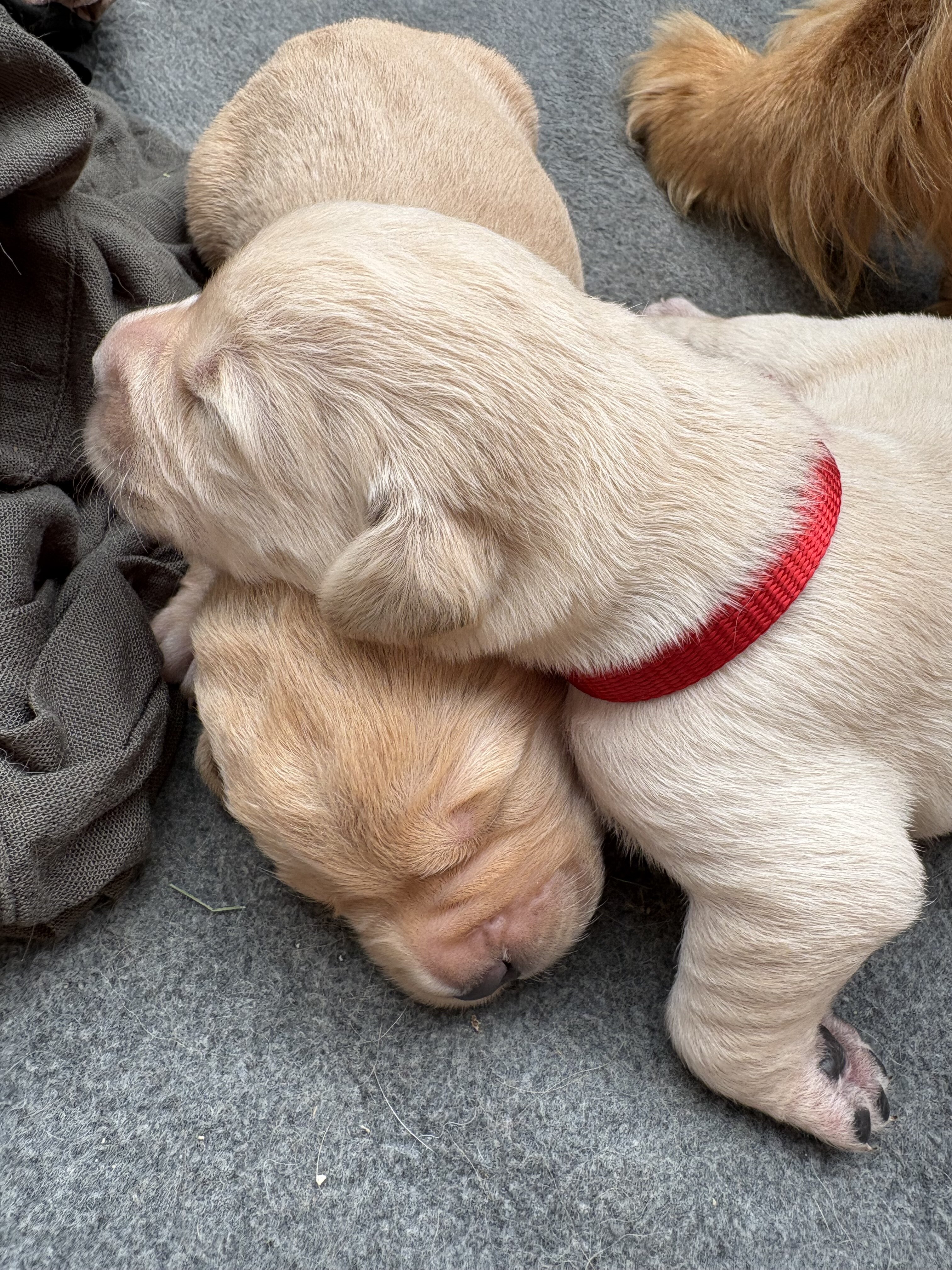 Goldador Puppies for sale image 5