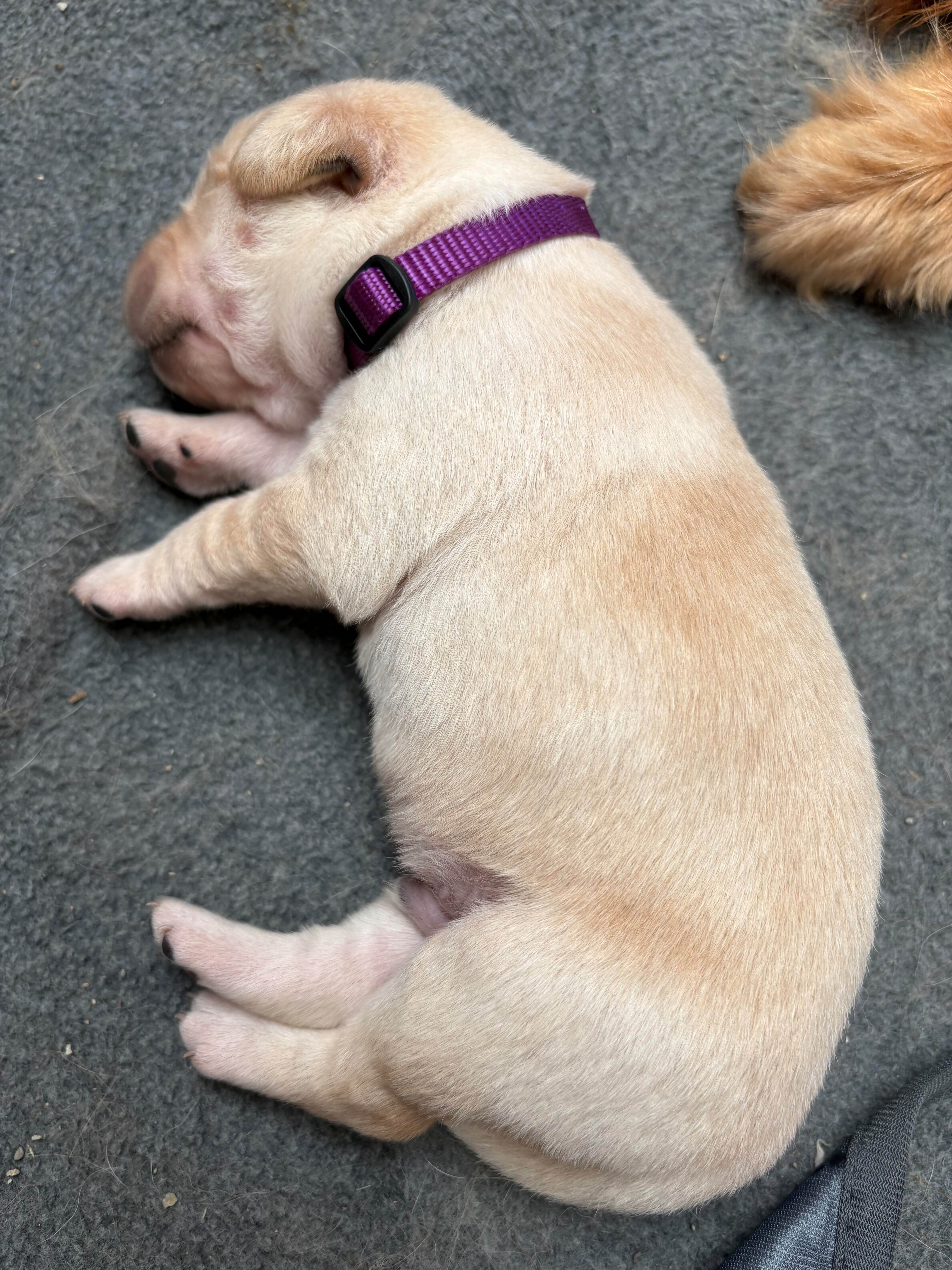 Goldador Puppies for sale image 6