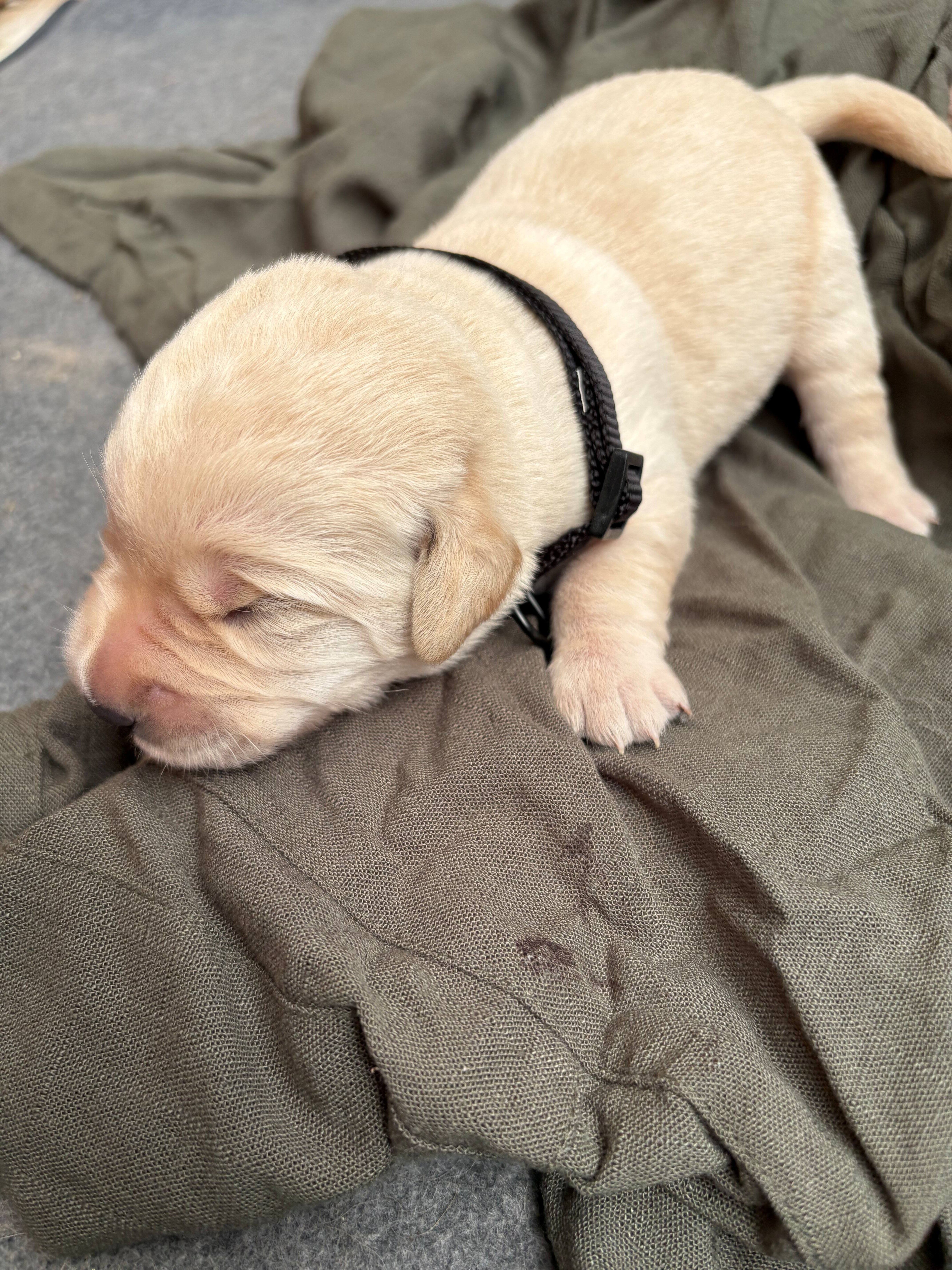 Goldador Puppies for sale image 3