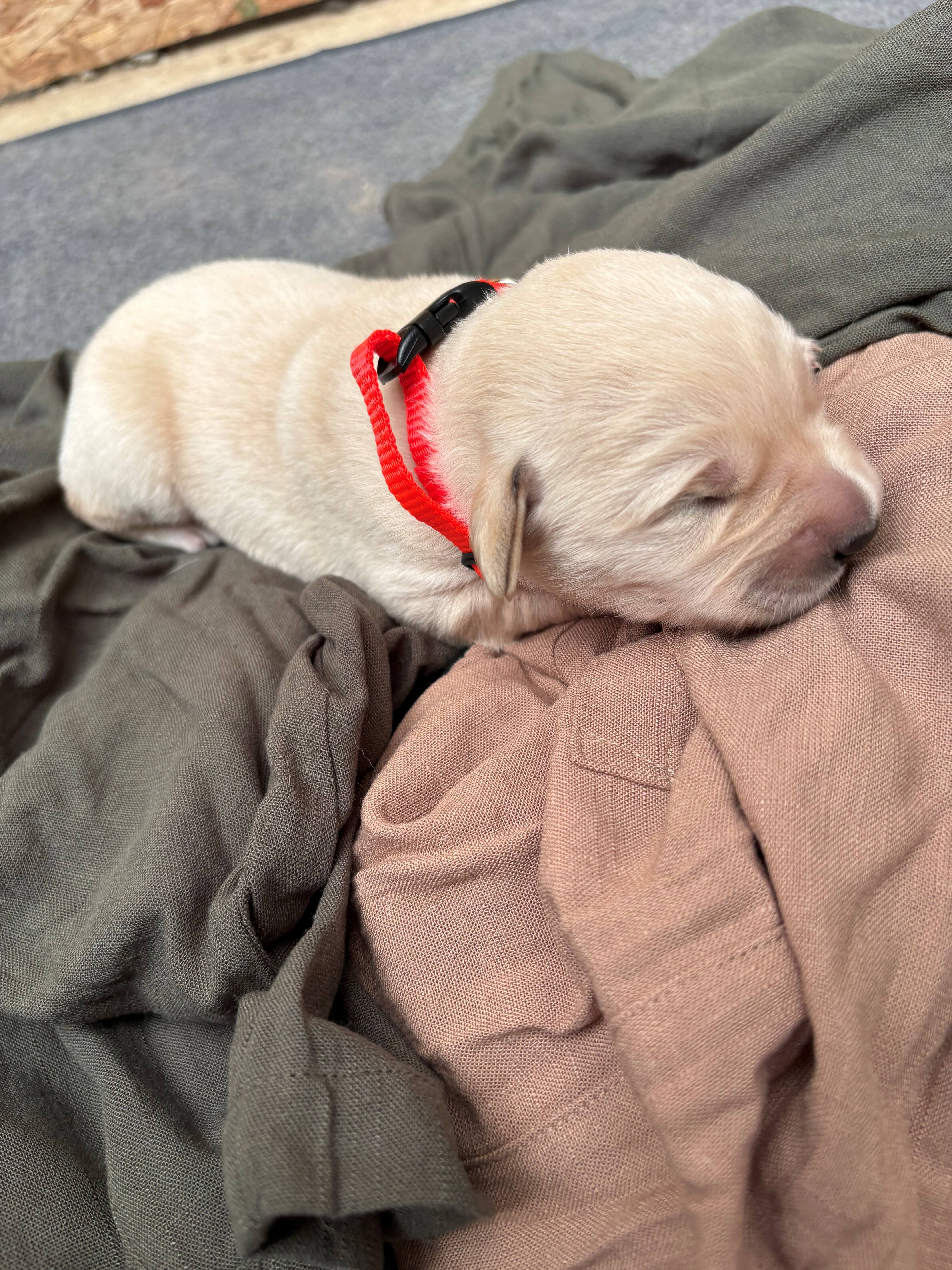 Goldador Puppies for sale image 7