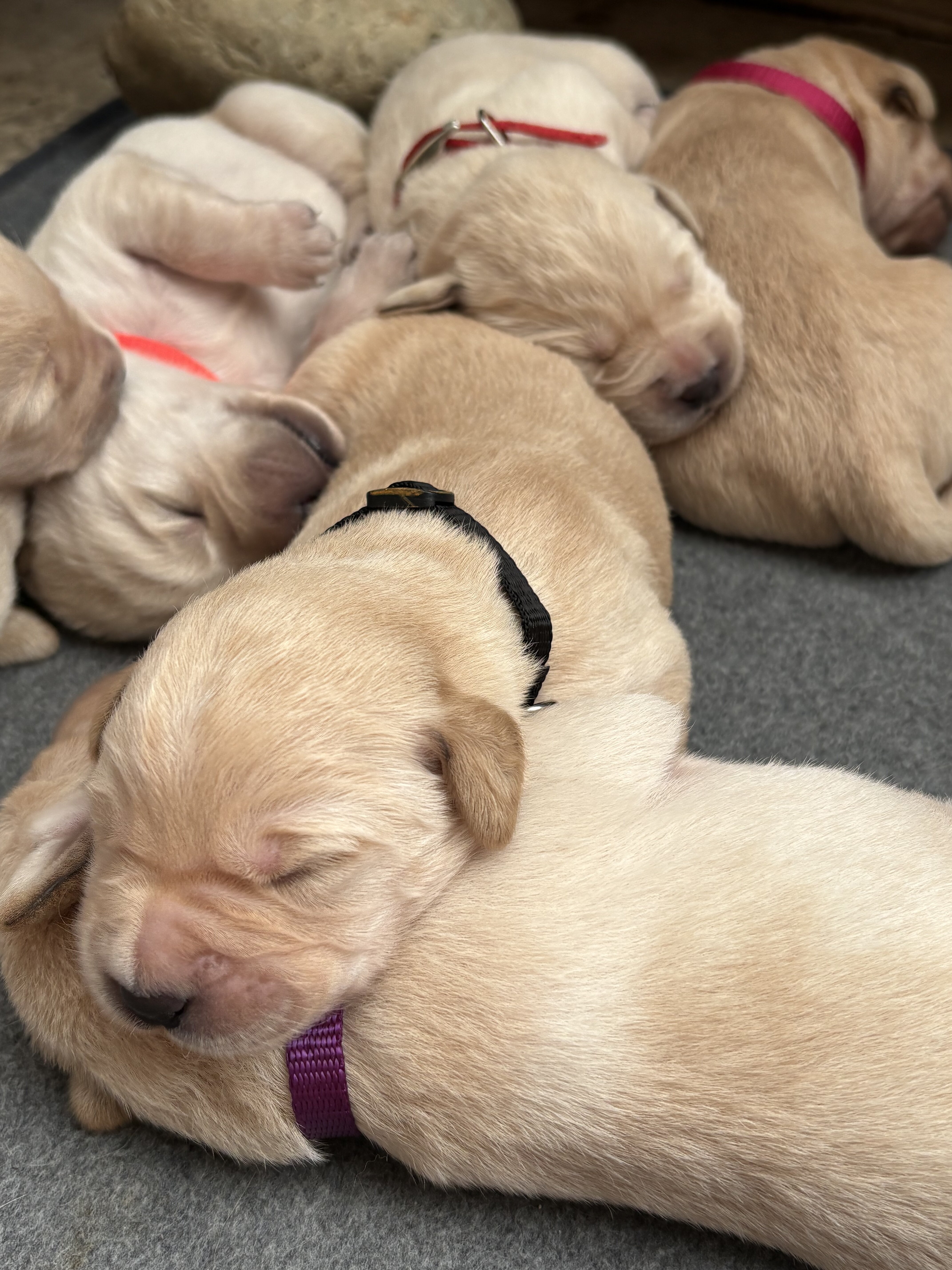 Goldador Puppies for sale image 4
