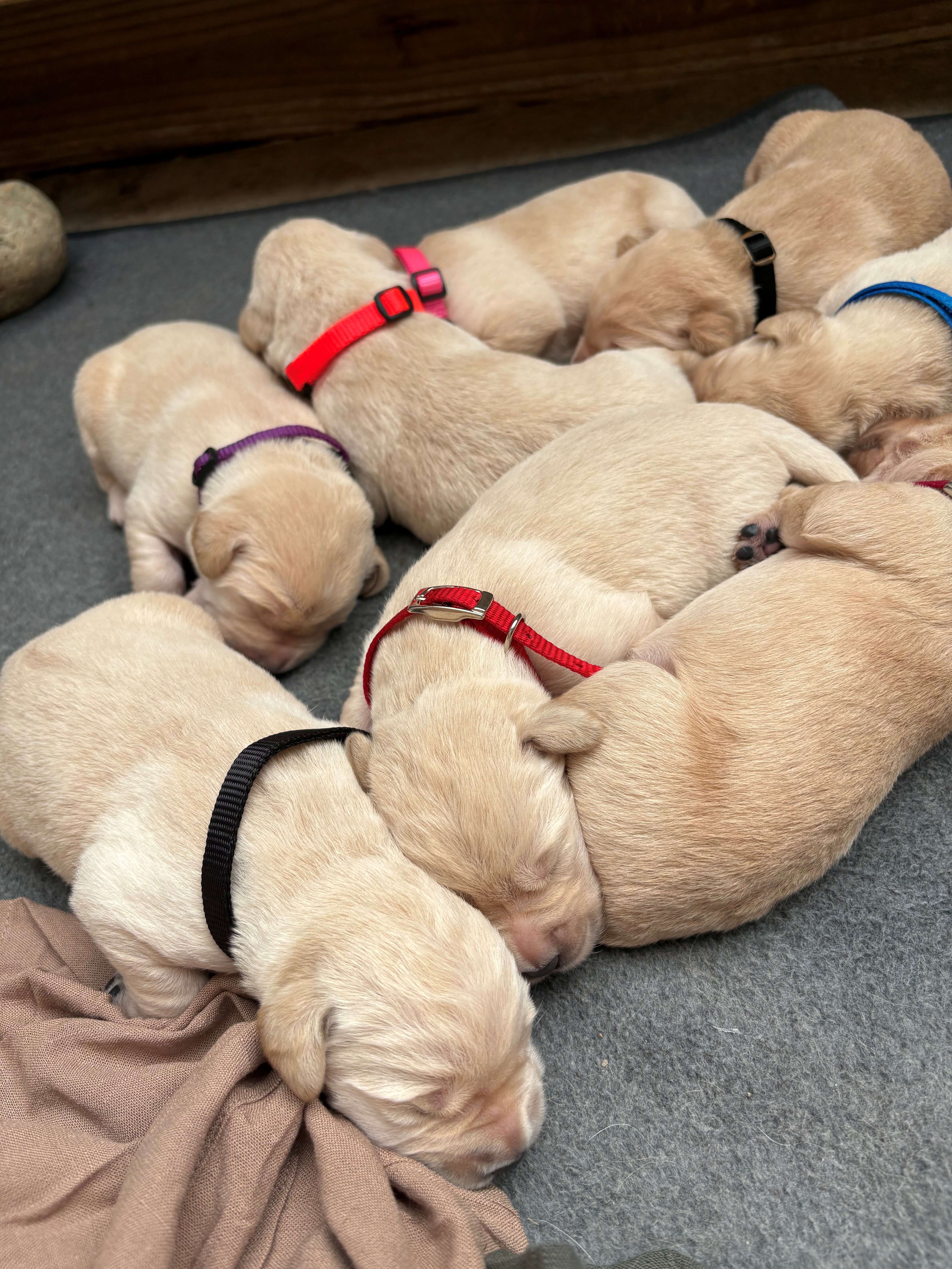 Goldador Puppies for sale image 1
