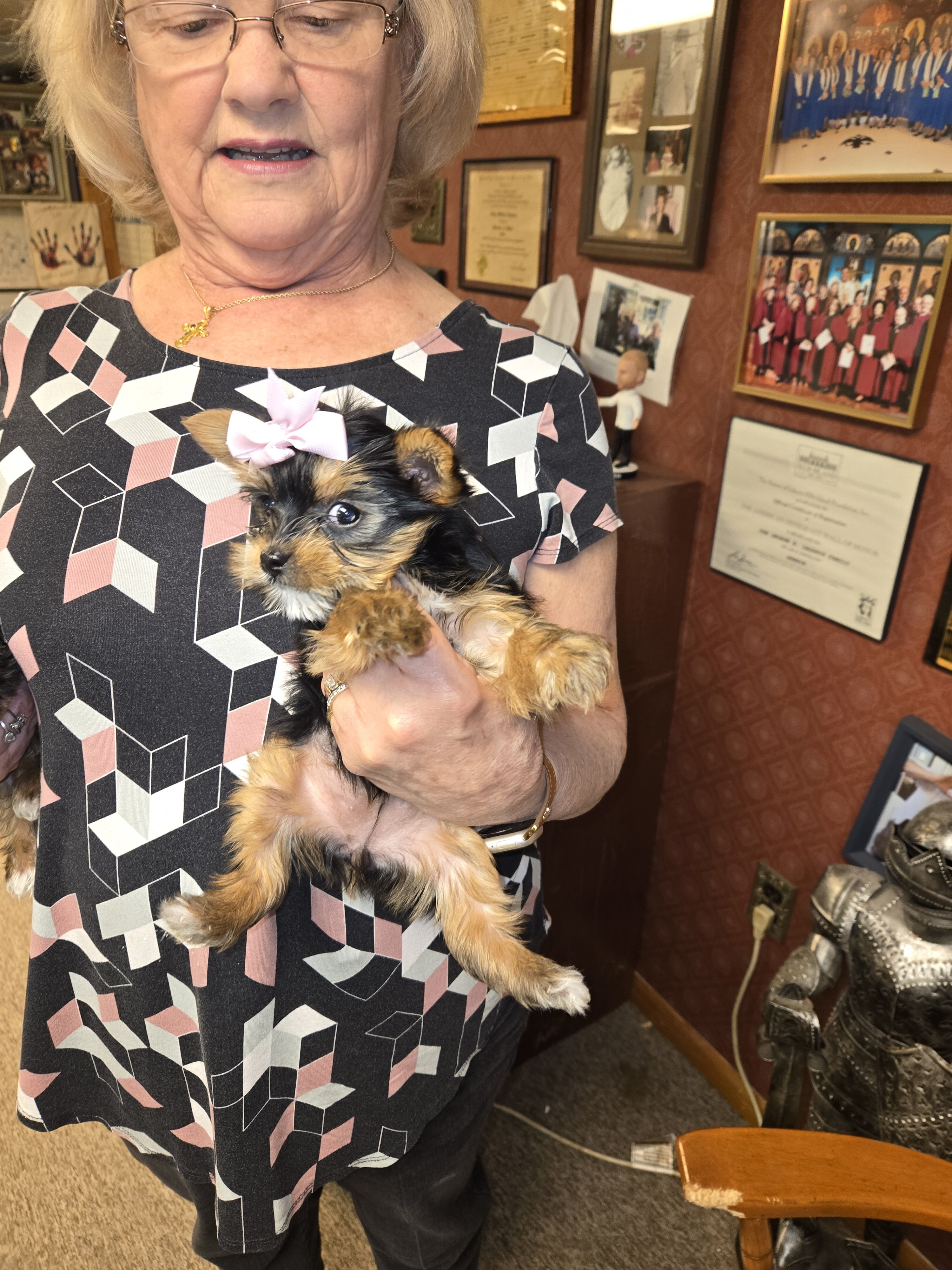 Purebred Teacup Yorkie puppies image 5