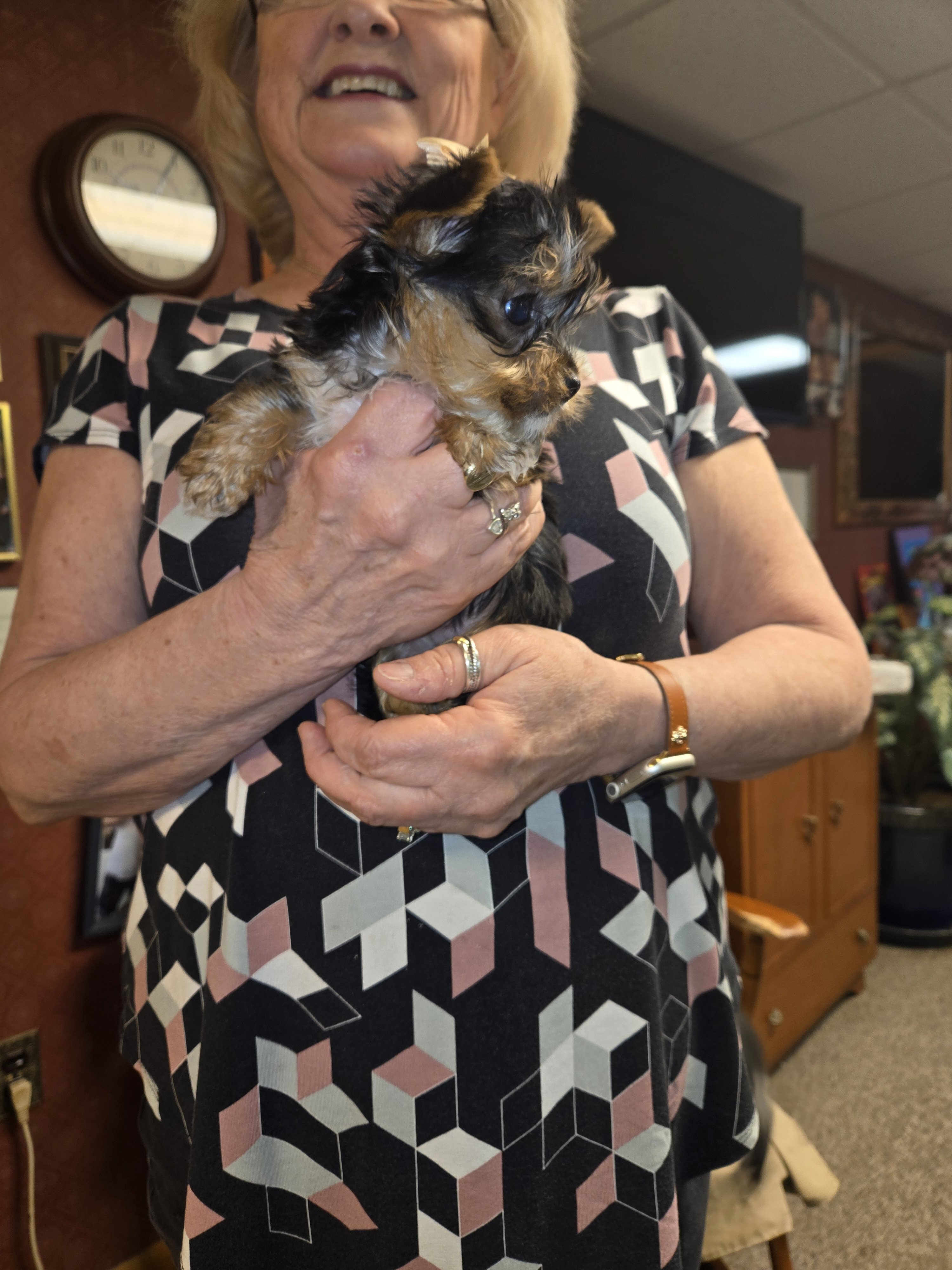 Purebred Teacup Yorkie puppies image 6