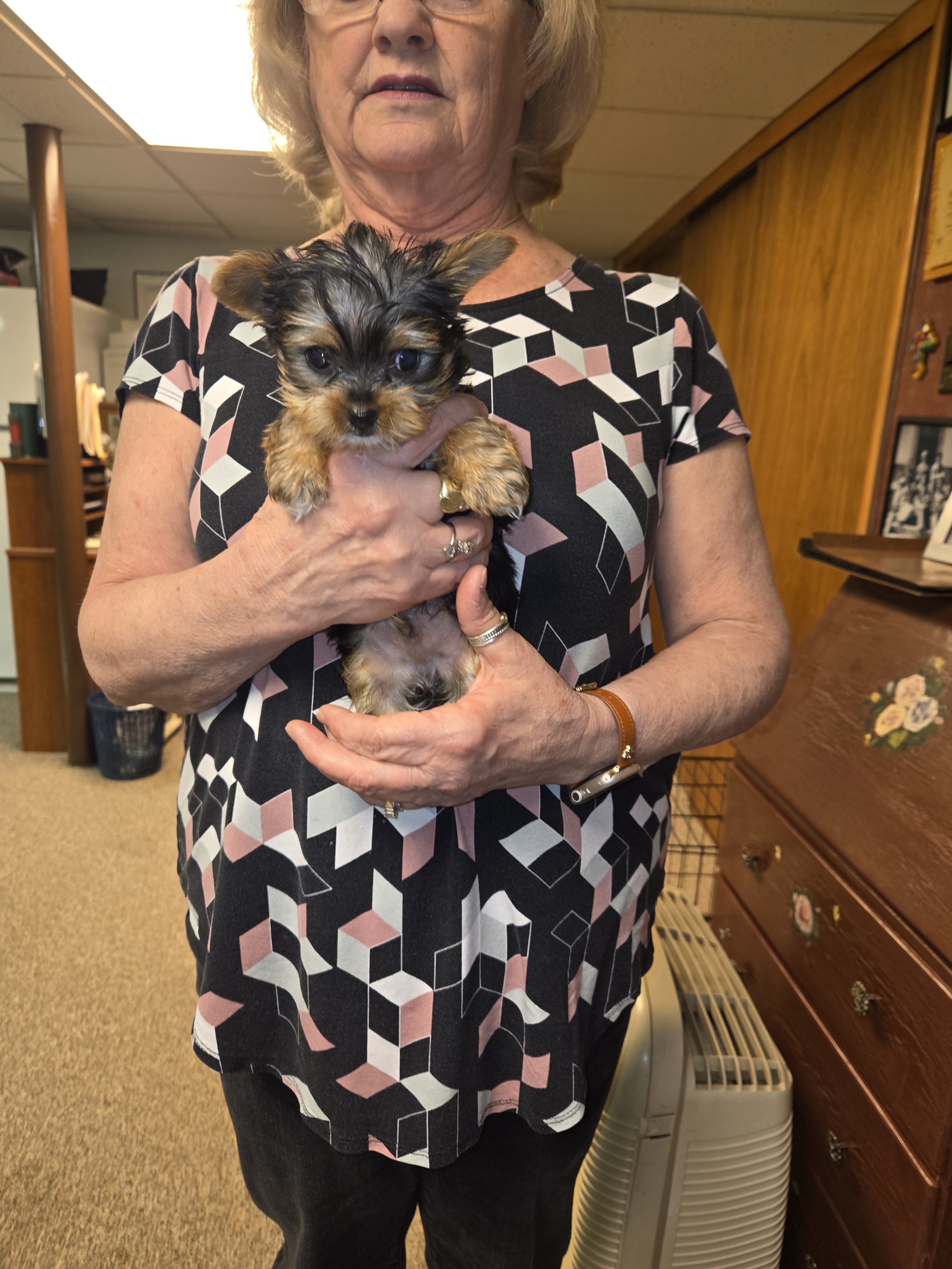 Purebred Teacup Yorkie puppies image 7