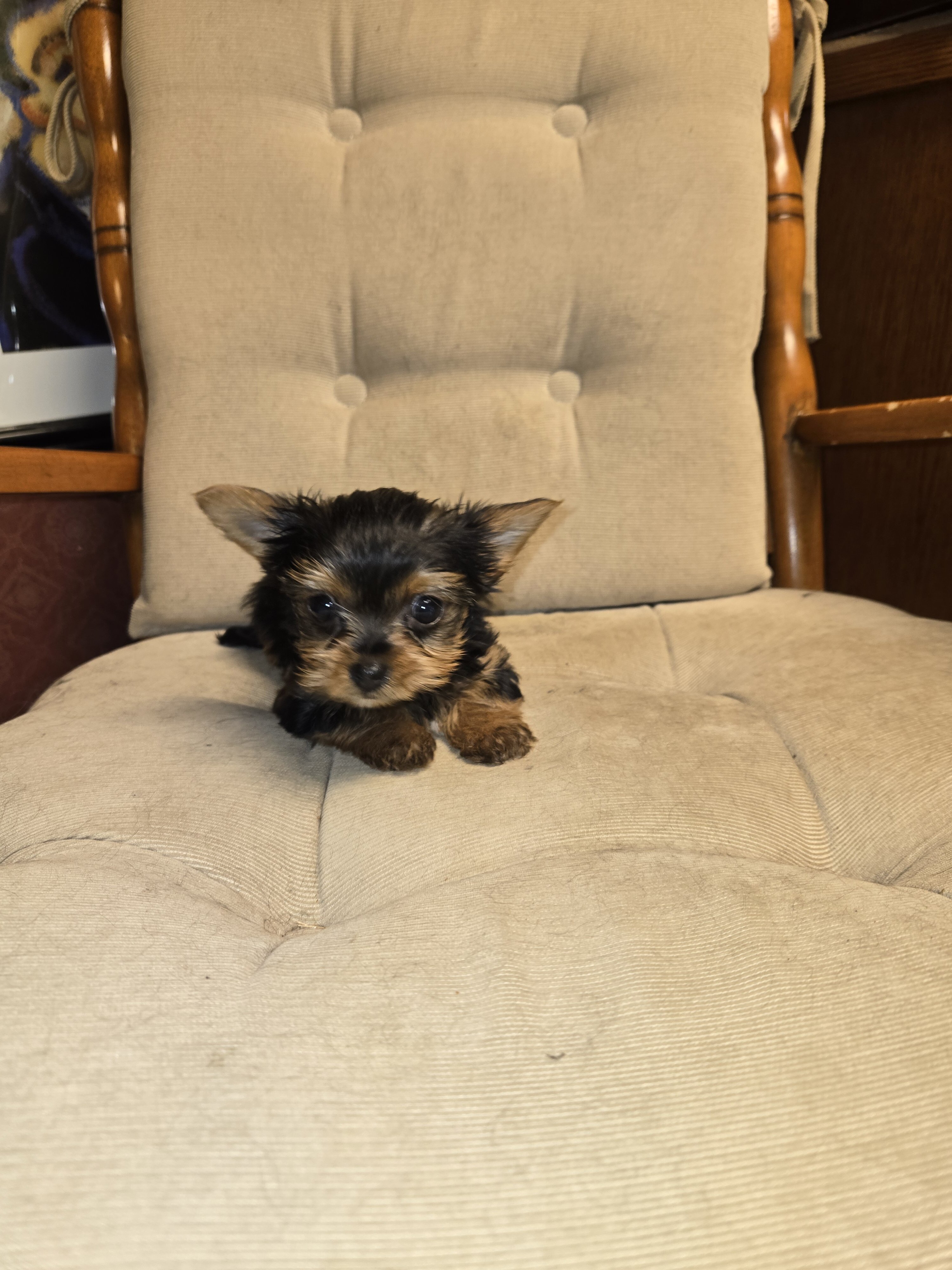Purebred Teacup Yorkie puppies image 2