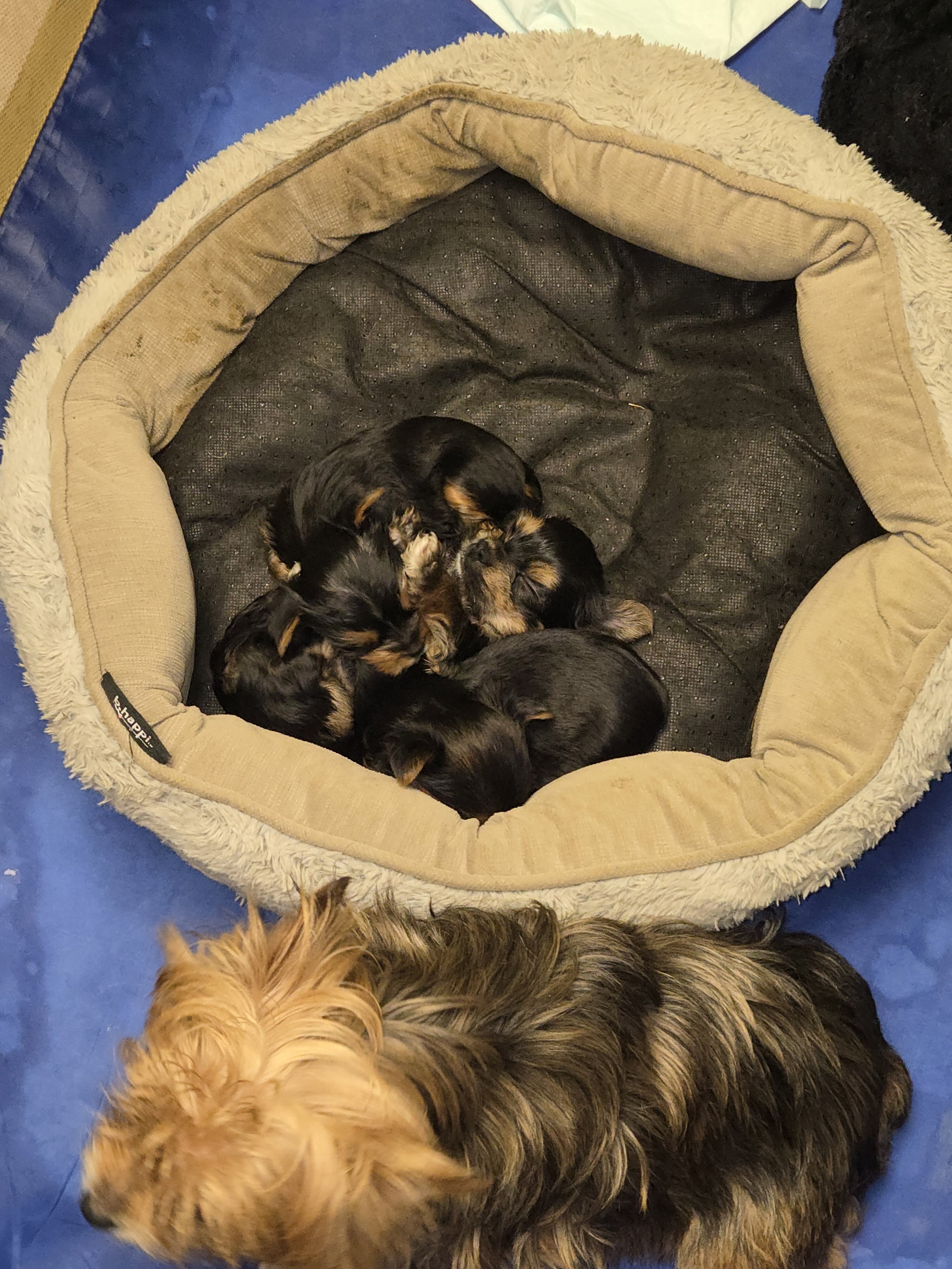 Purebred Teacup Yorkie puppies image 4