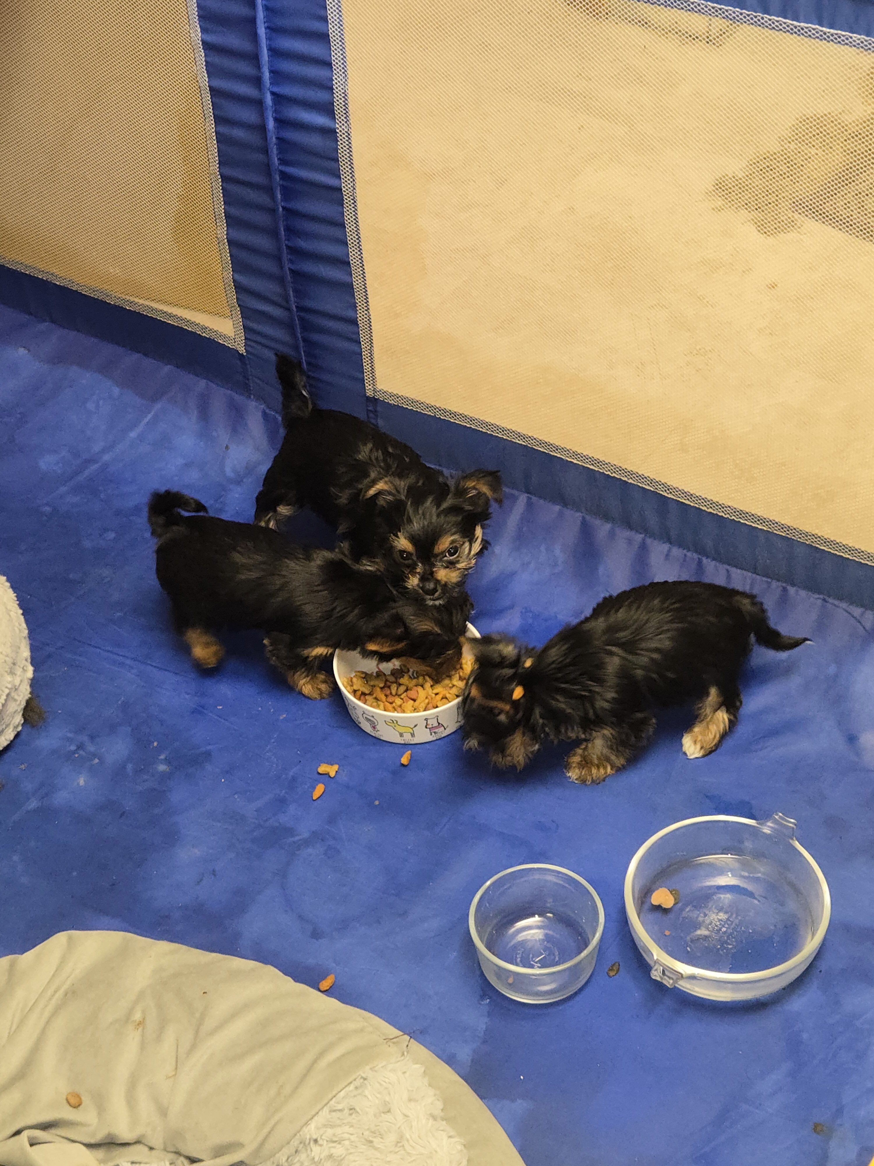 Purebred Teacup Yorkie puppies image 1