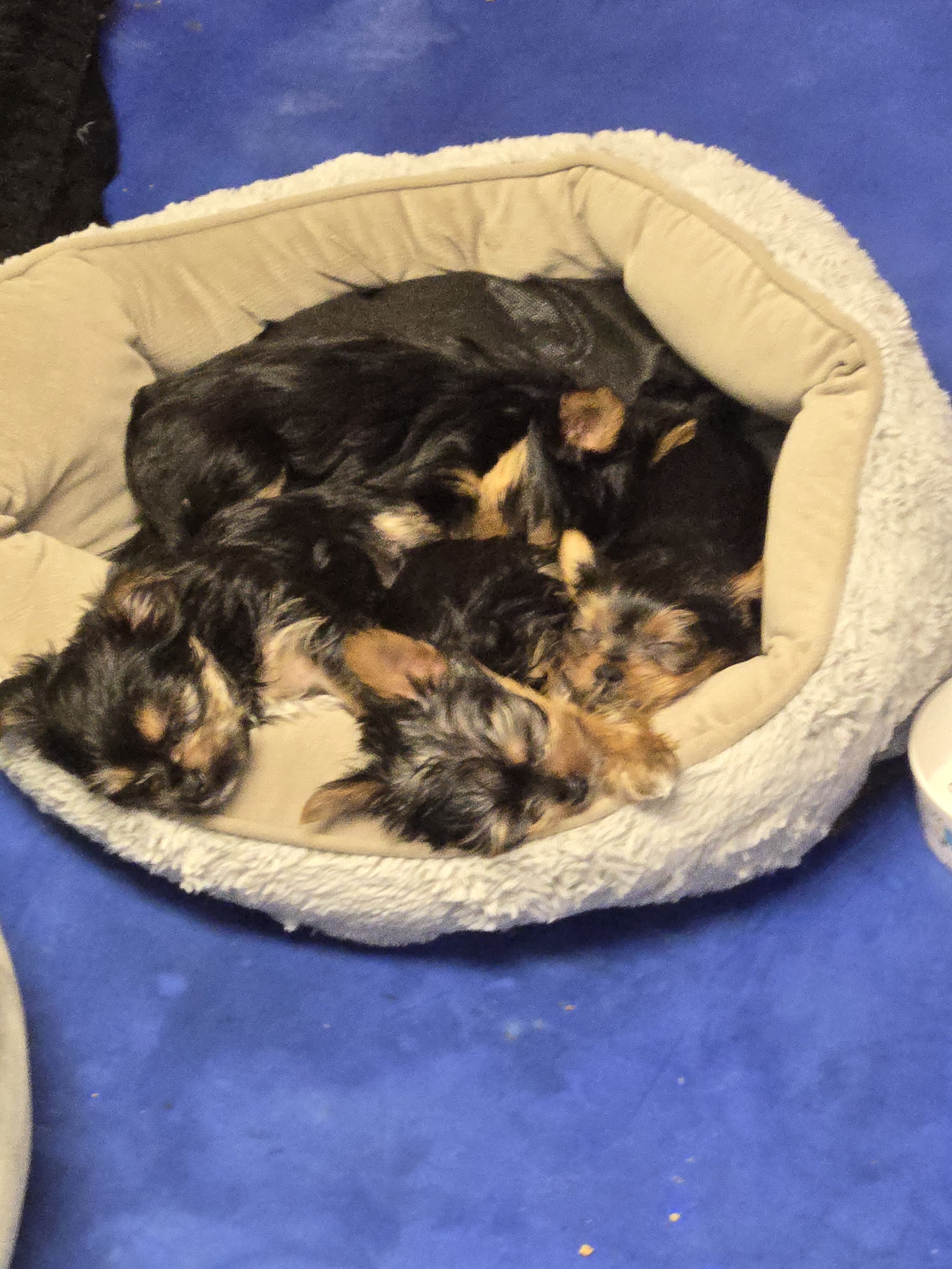 Purebred Teacup Yorkie puppies image 3