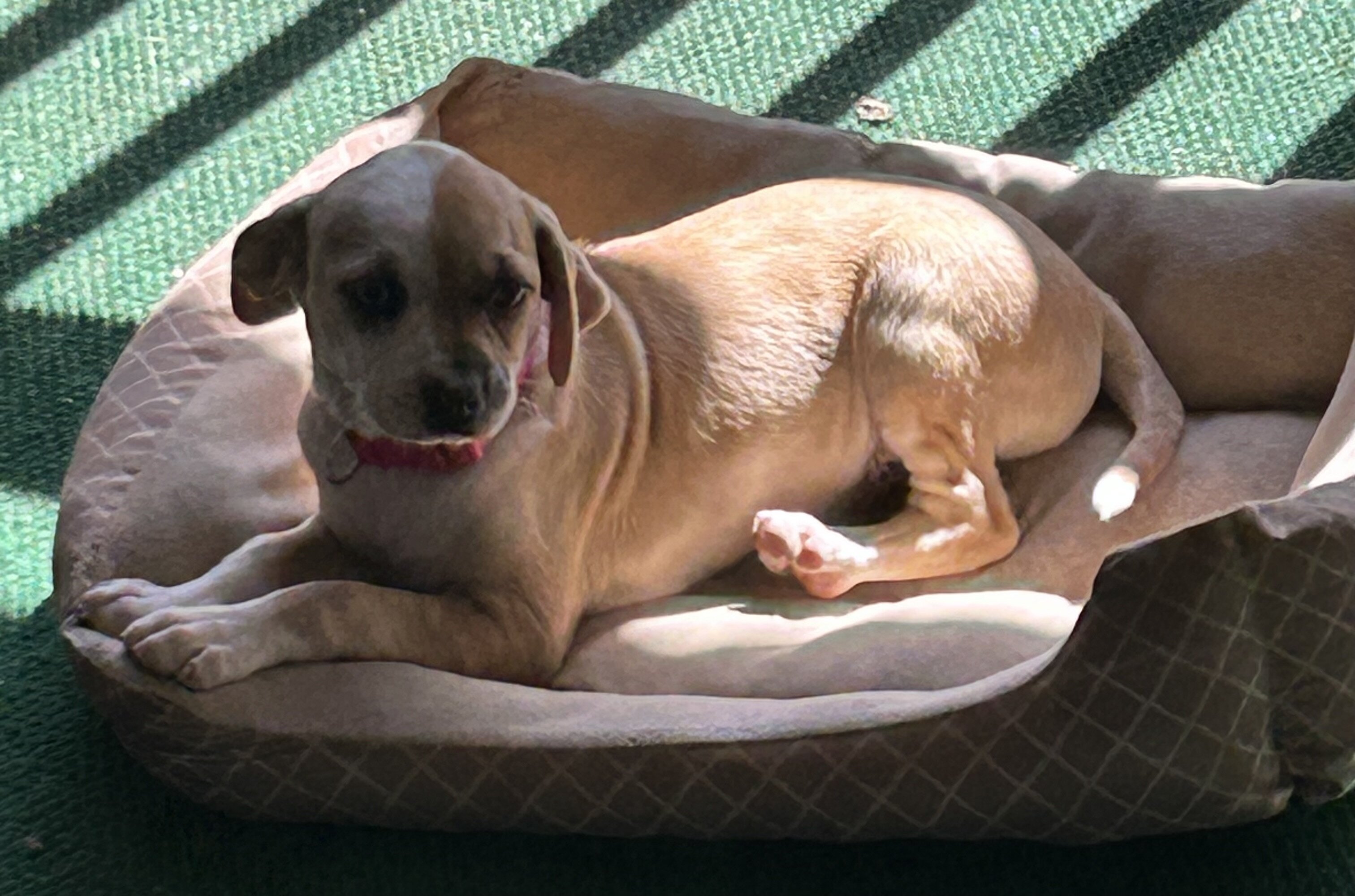 Chiweenie Dapple Girl Puppy image 4