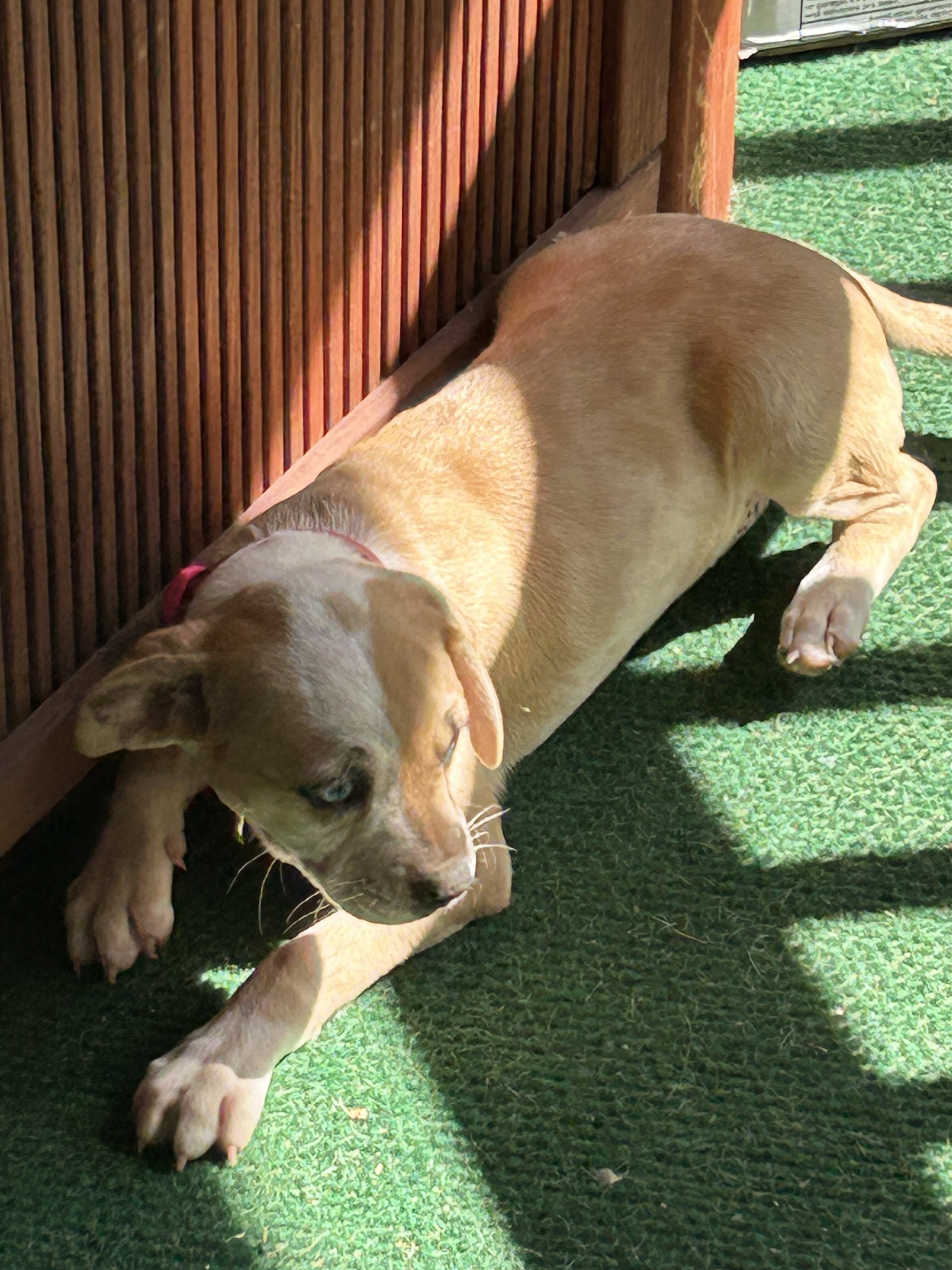 Chiweenie Dapple Girl Puppy image 3