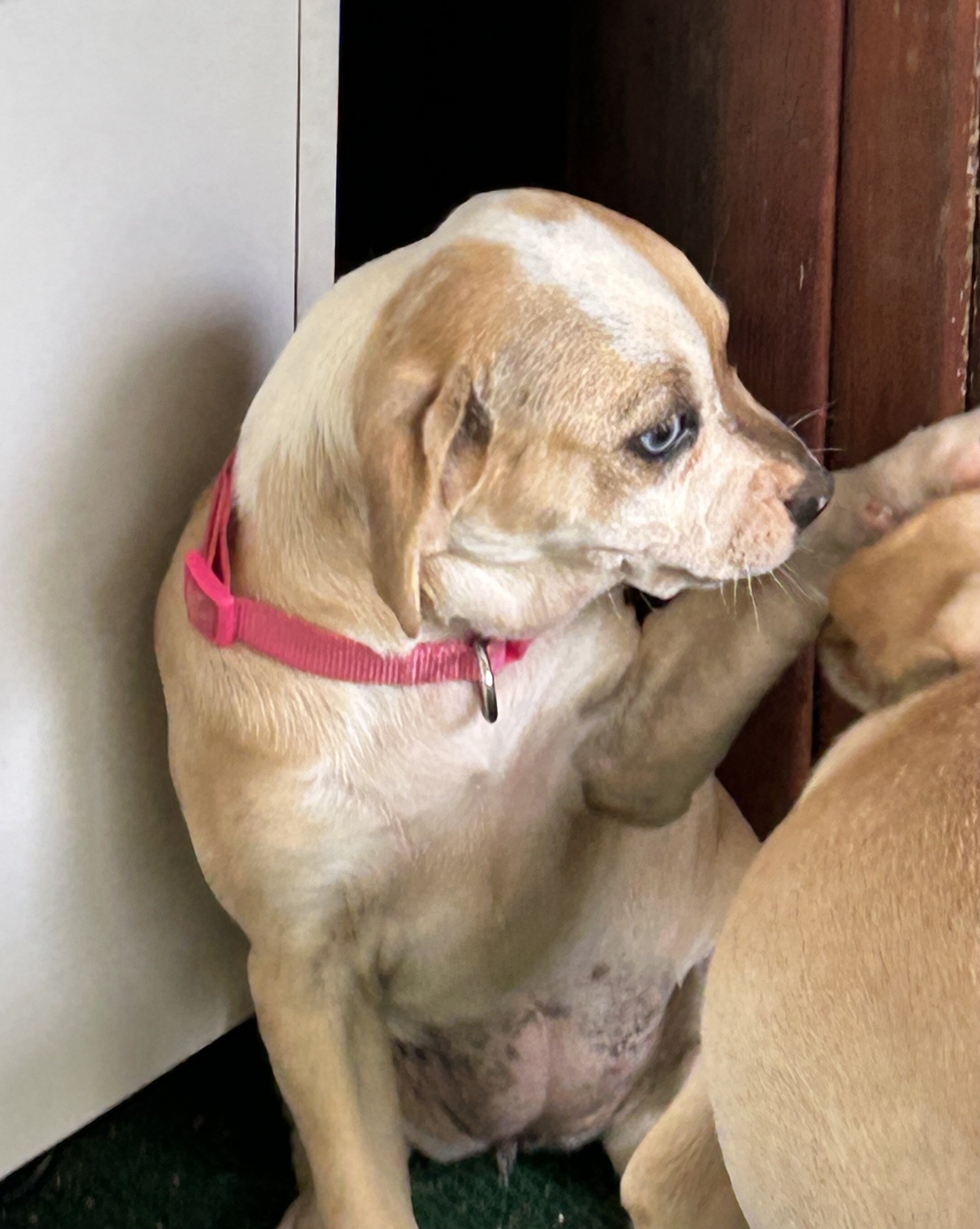 Chiweenie Dapple Girl Puppy image 2
