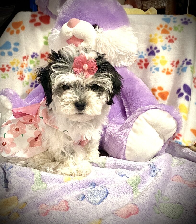AKC Shihpoo and  Shihtzu Snuggles image 1