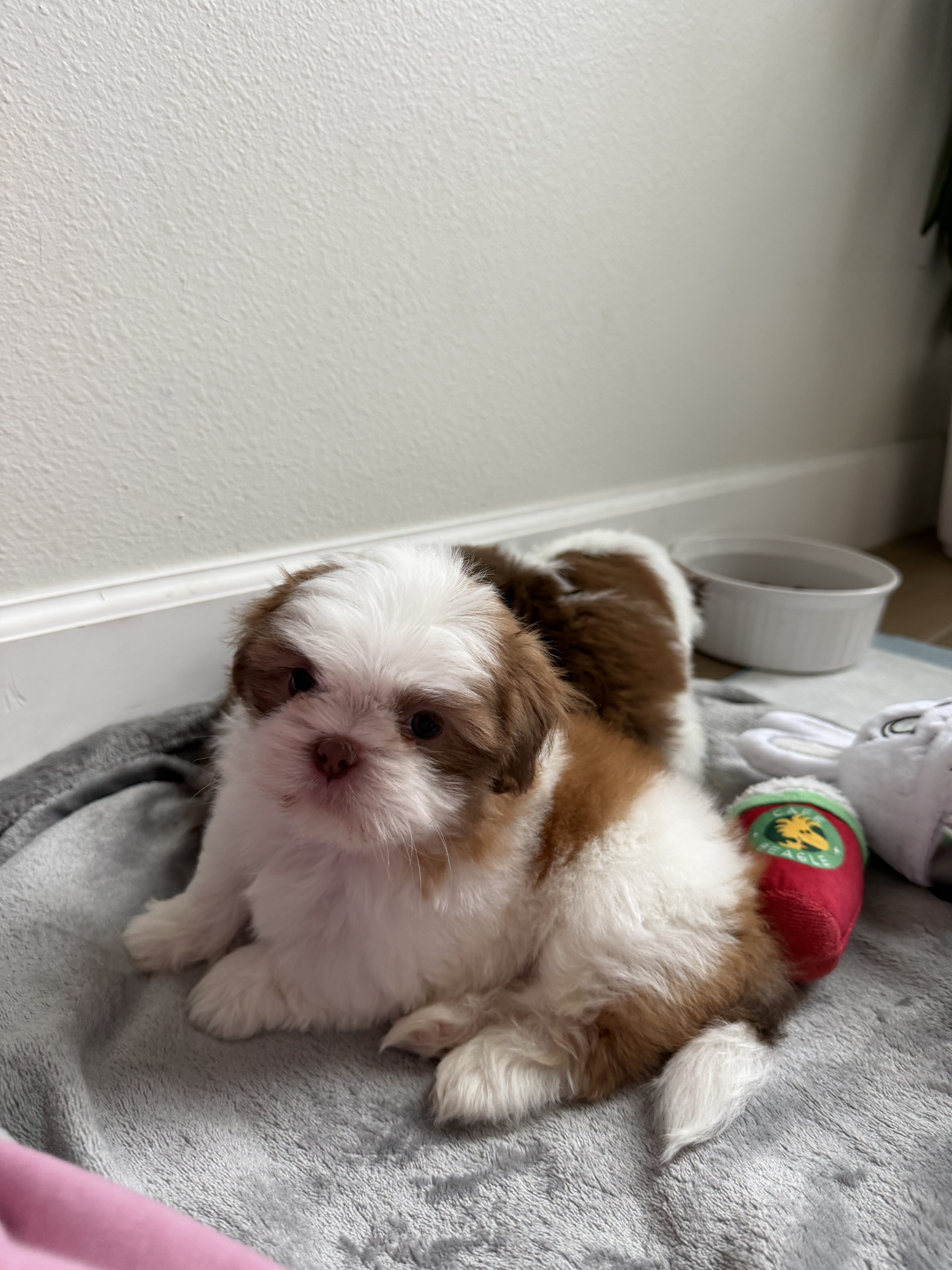 Shih Tzu puppies image 2