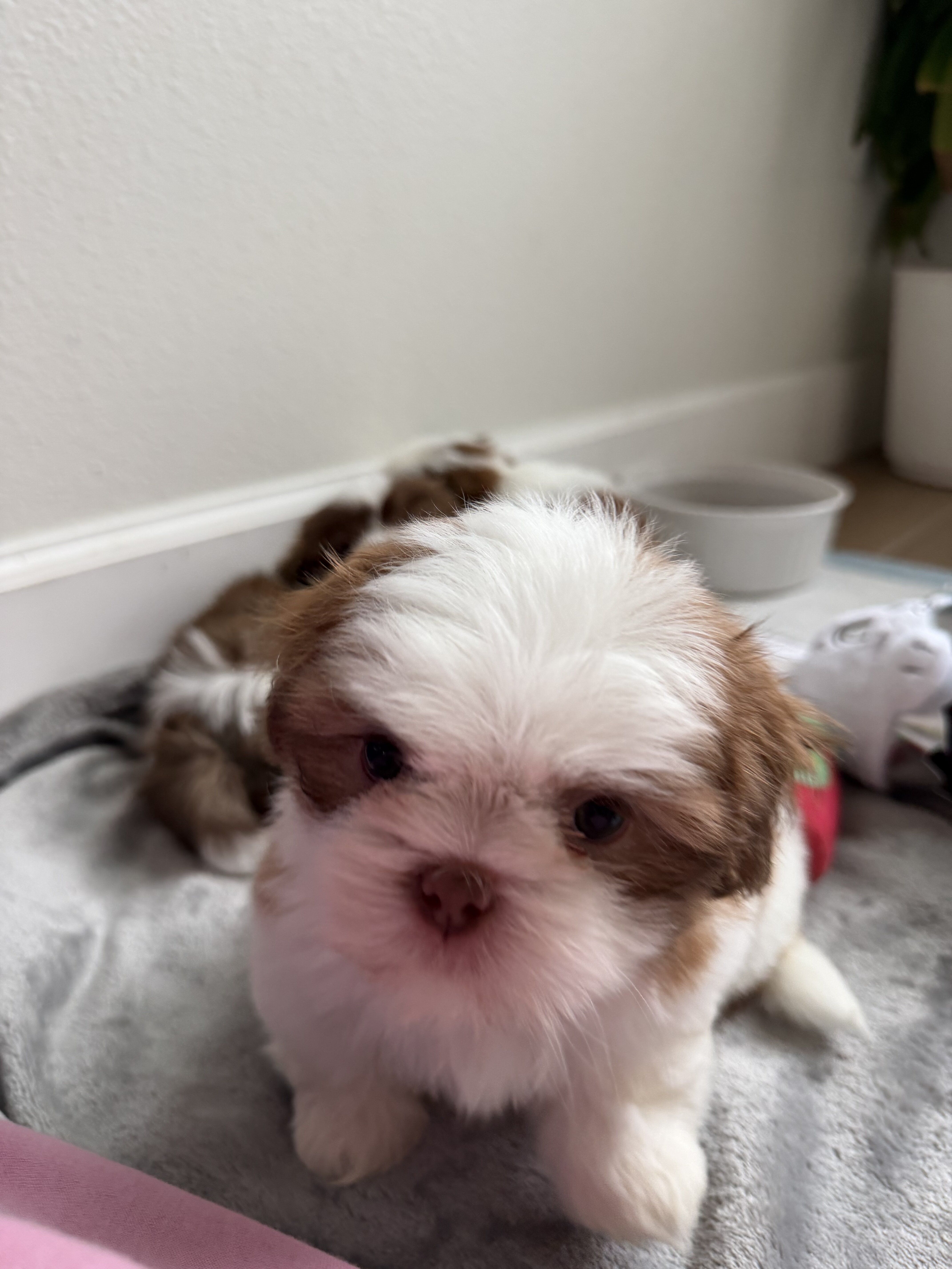 Shih Tzu puppies image 1