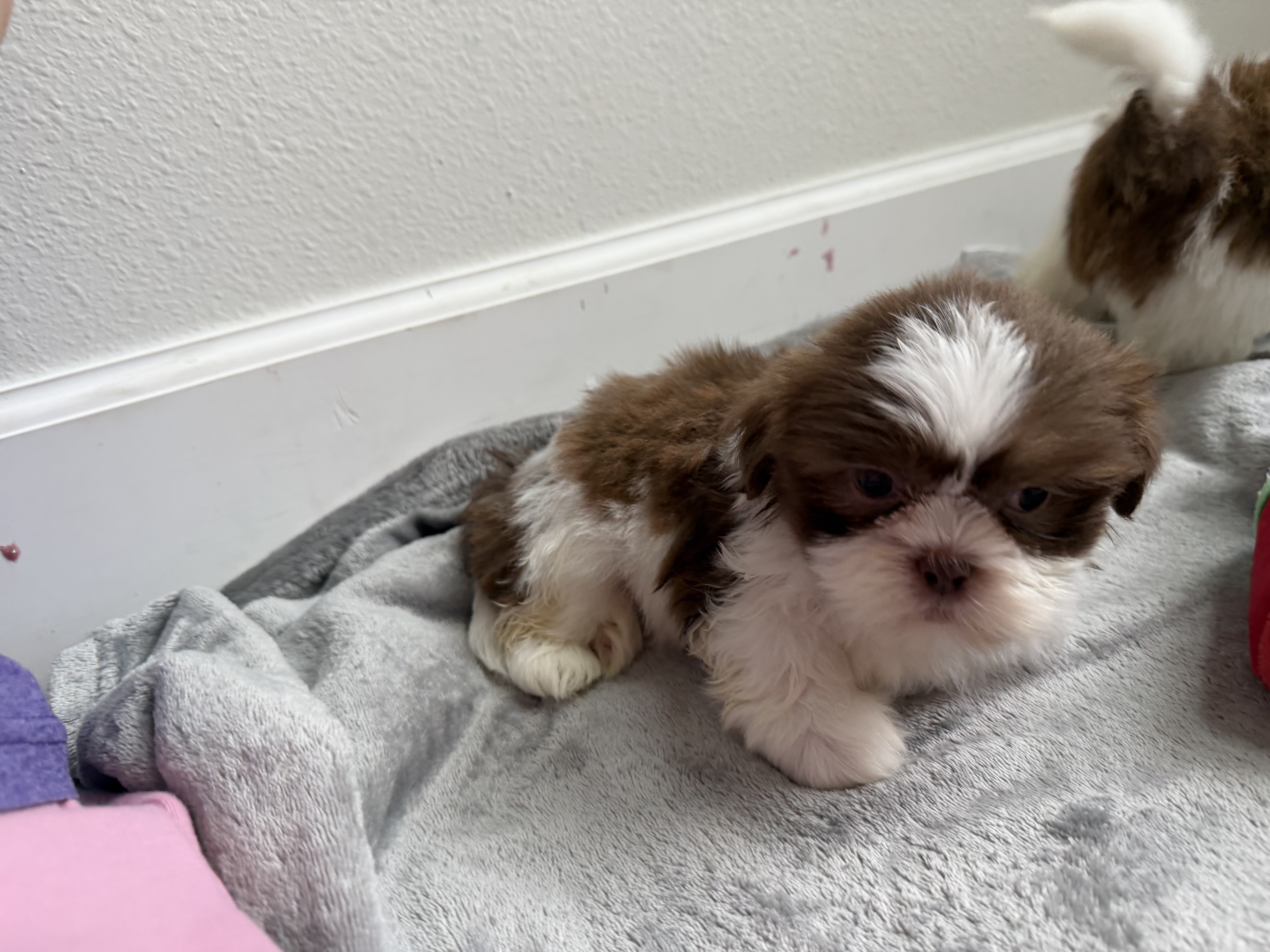 Shih Tzu puppies image 5