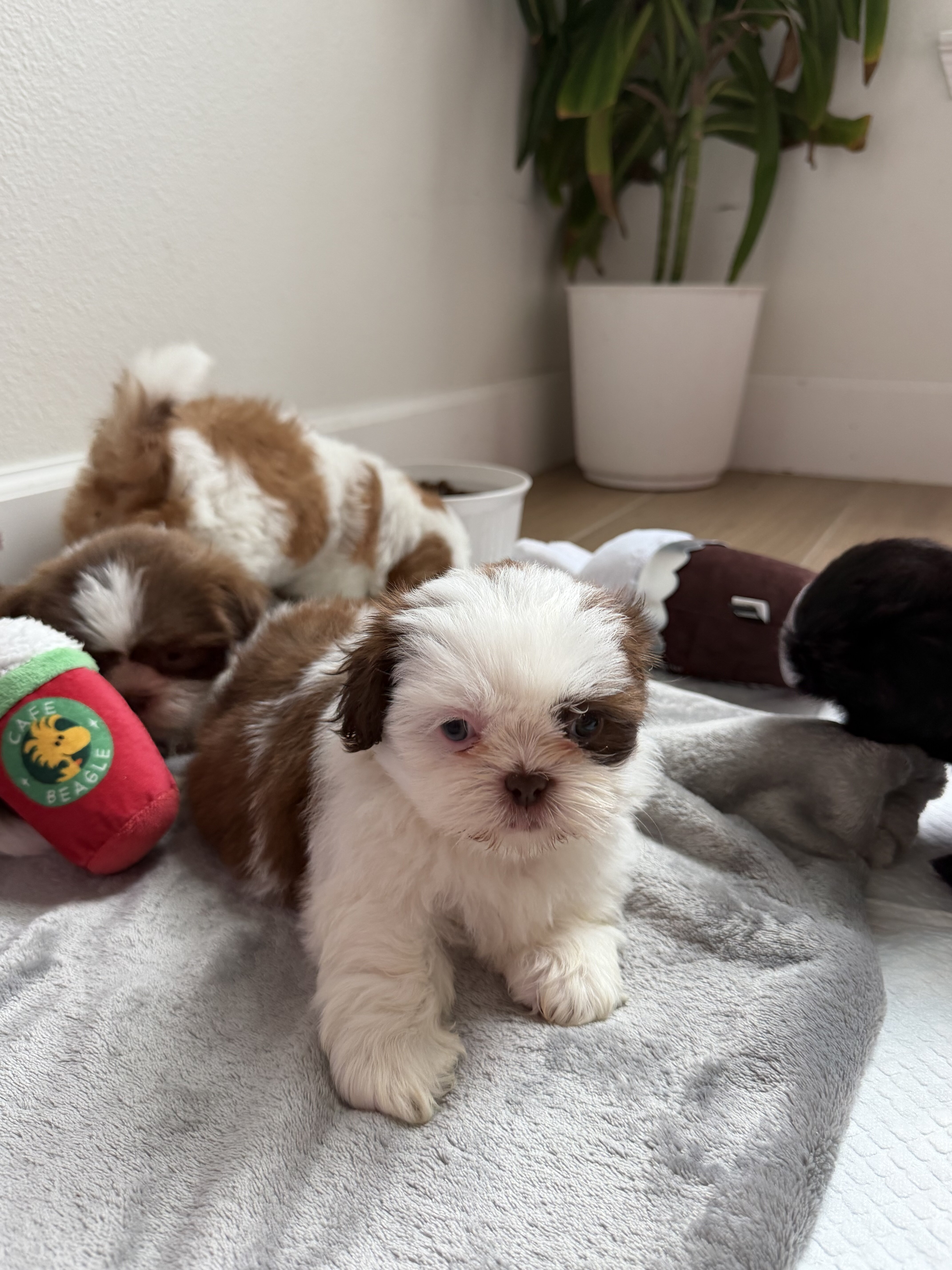 Shih Tzu puppies image 4