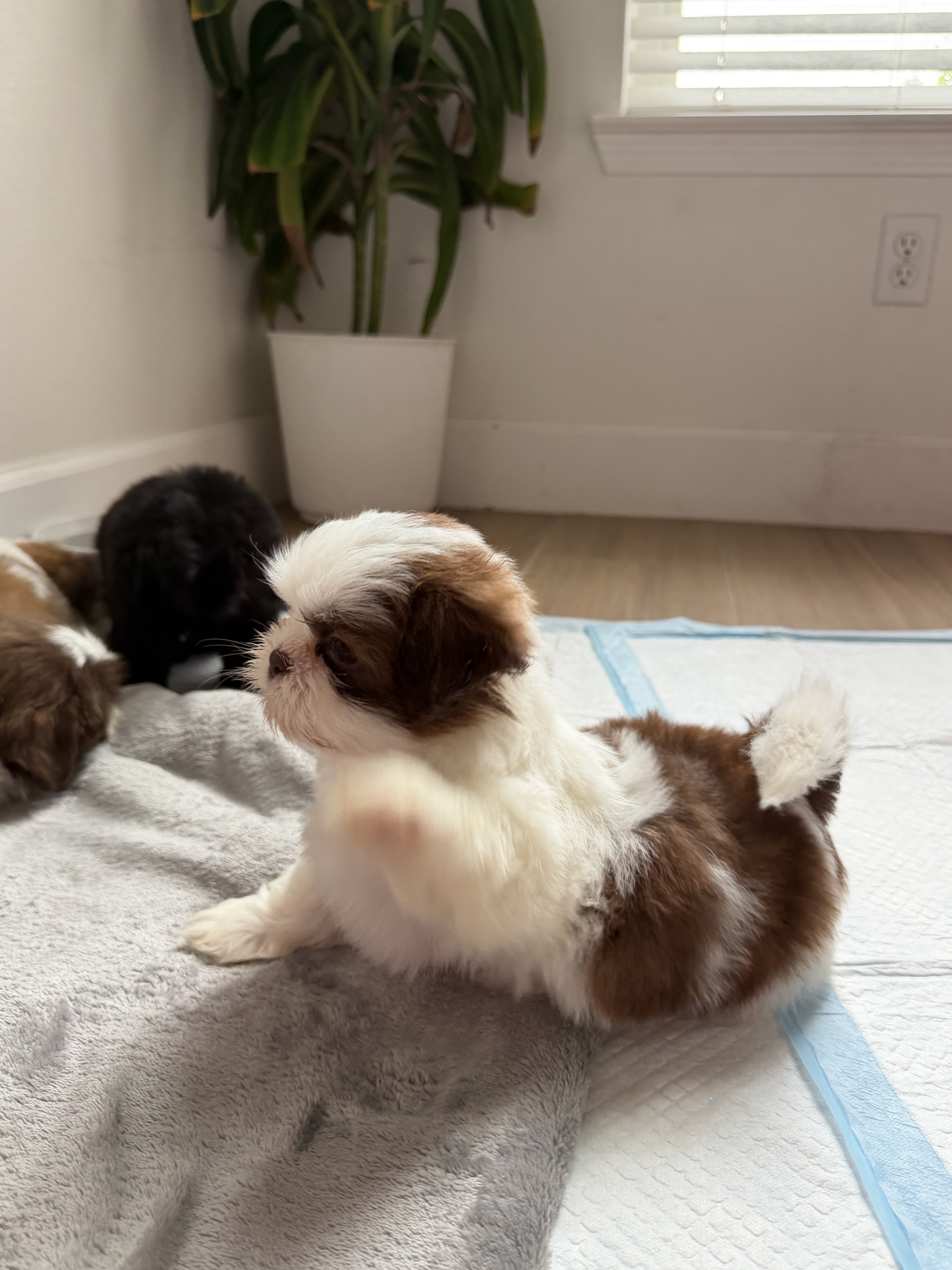 Shih Tzu puppies image 3