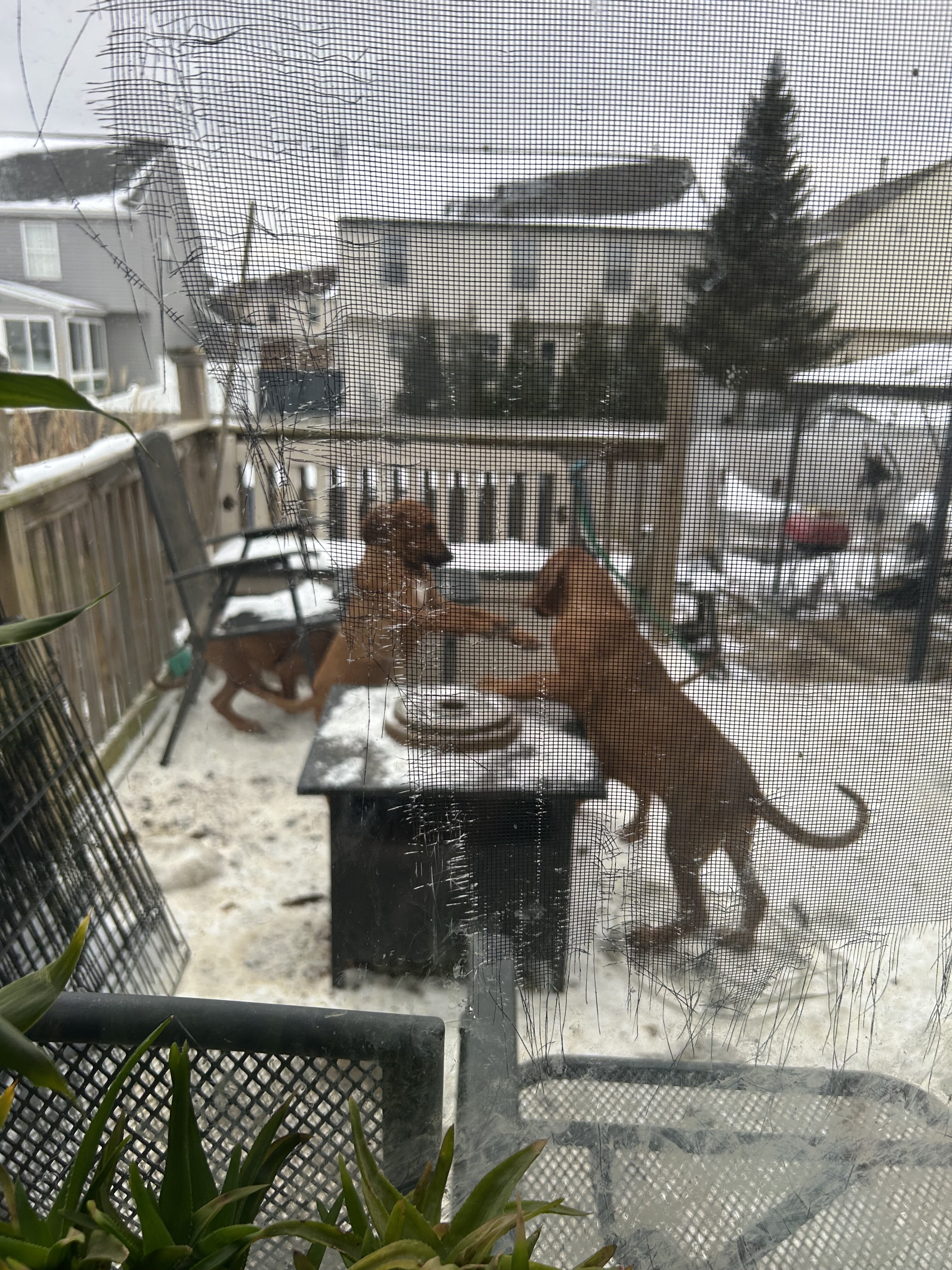 Rehoming for Rhodesian Ridgeback image 1