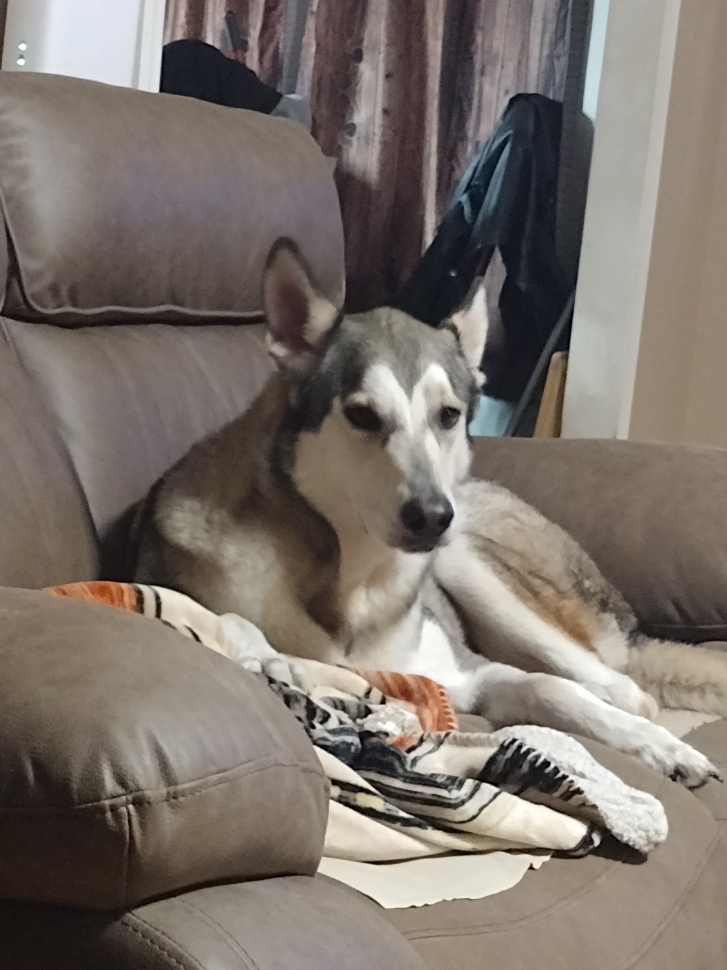 Free fixed Male German shepherd hepherd husky mix image 6